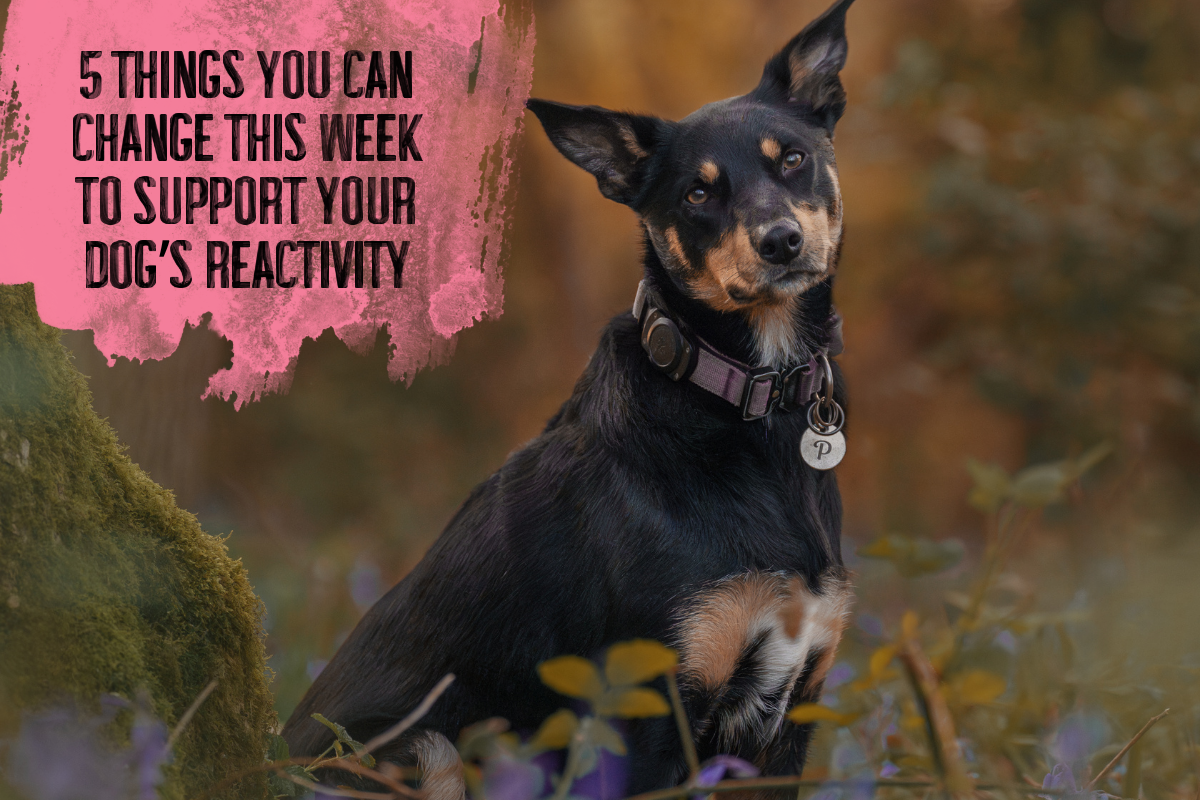 5 Things You Can Change This Week to Support Your Dog’s Reactivity