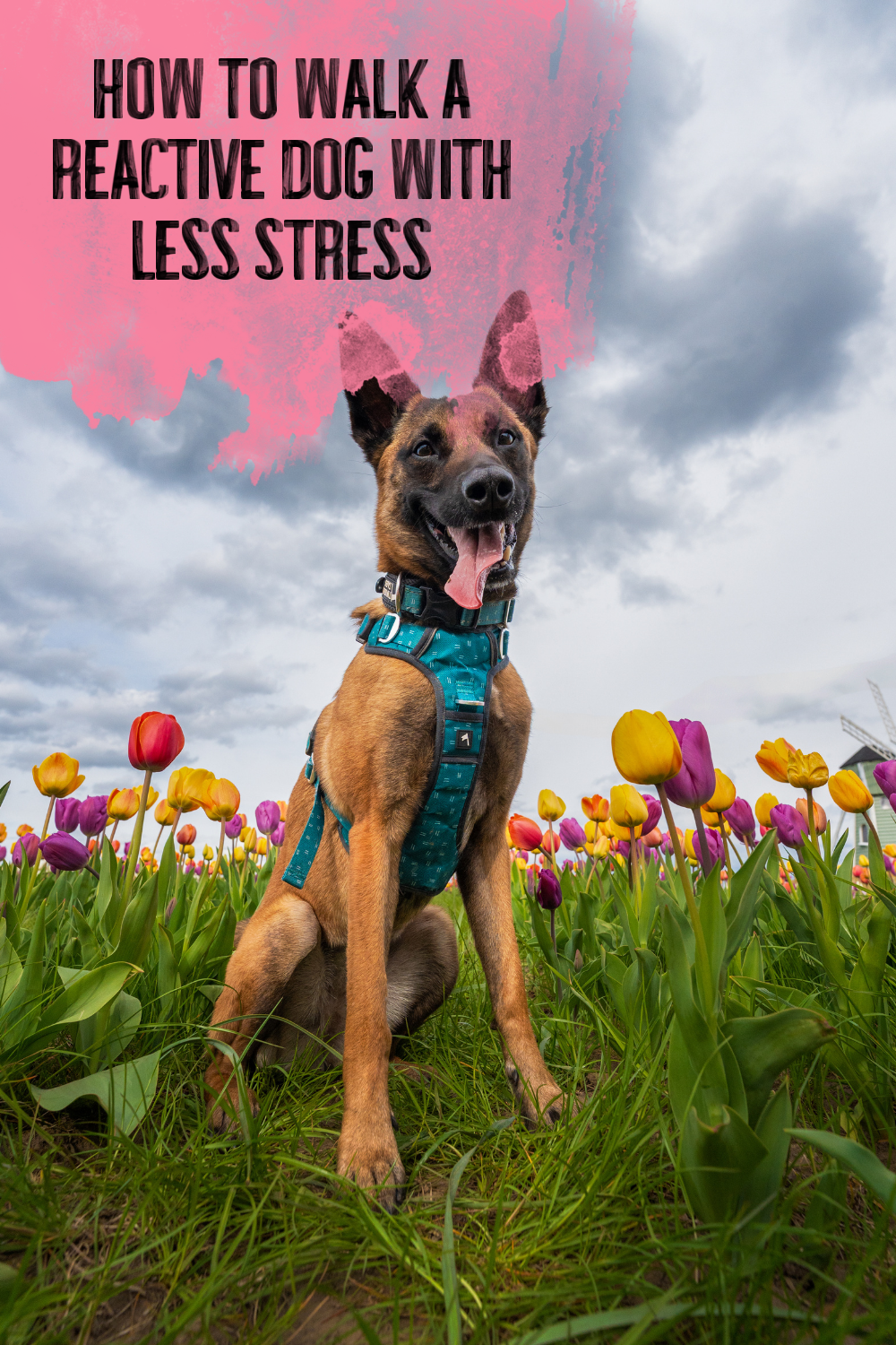 How to Walk a Reactive Dog With LESS Stress