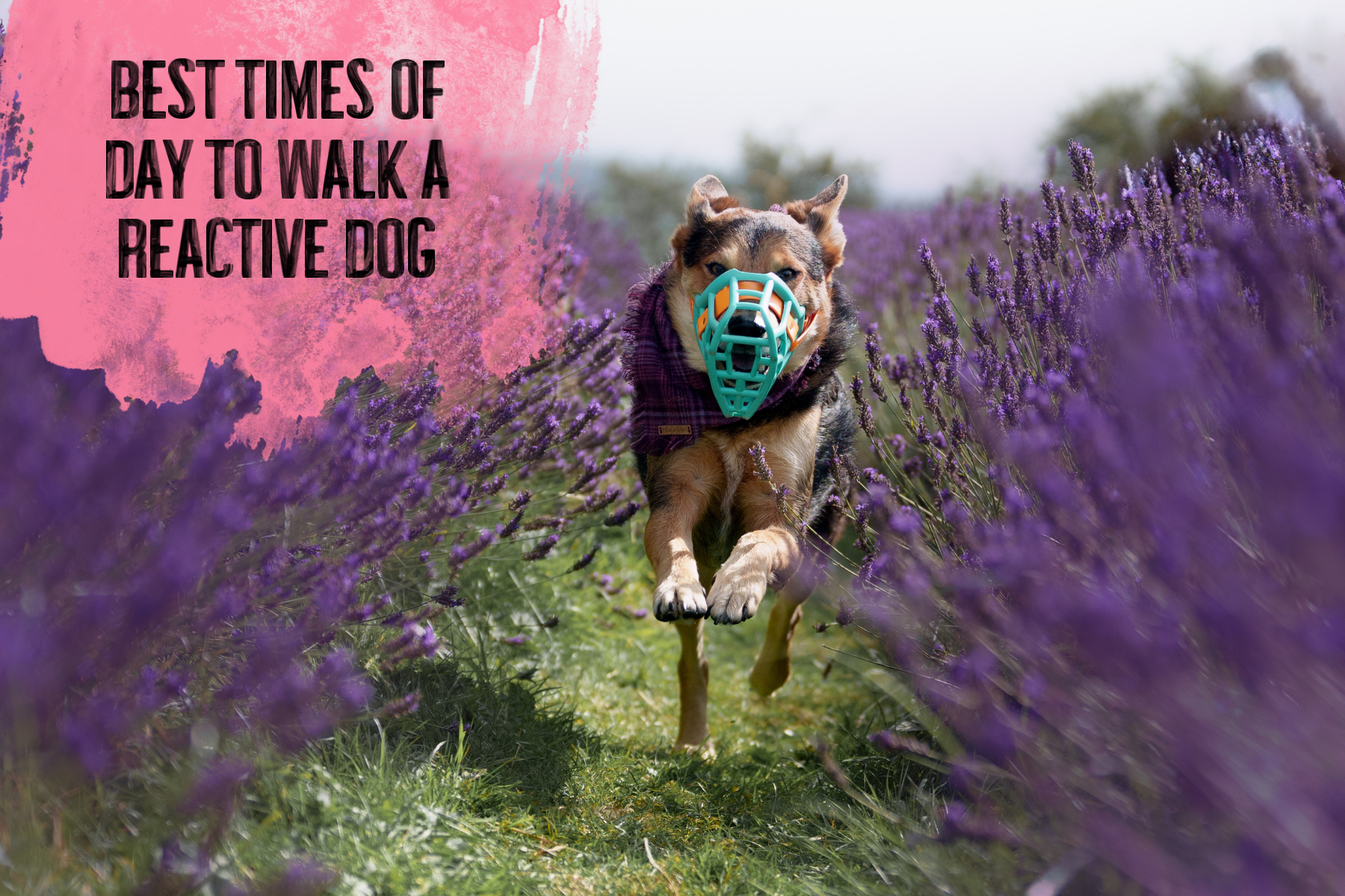 Best Times of Day to Walk a Reactive Dog