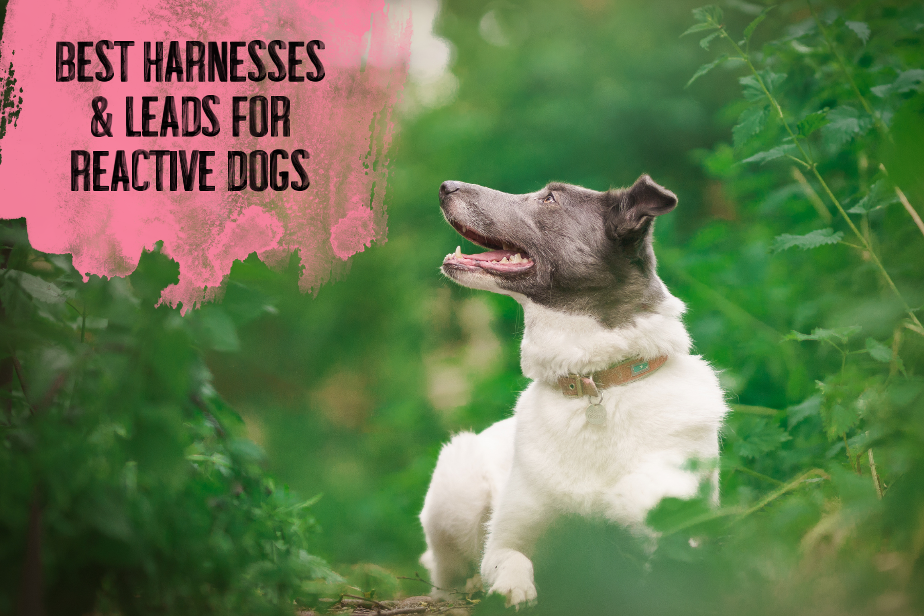 Best Harnesses &amp; Leads for Reactive Dogs