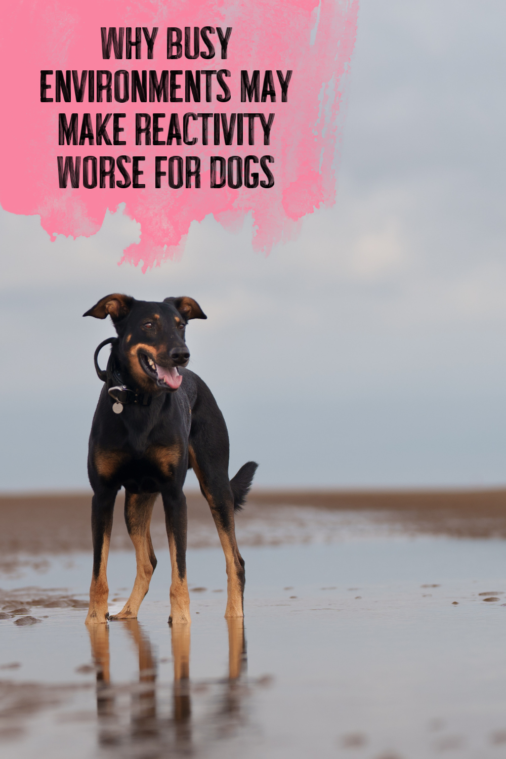 Why Busy Environments  may Make Reactivity Worse for Dogs