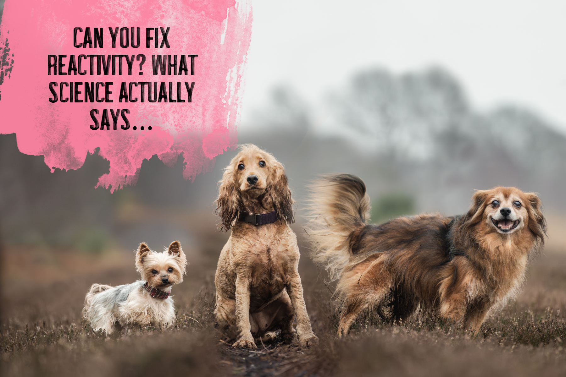 Can You Fix Reactivity? What Science Actually Says…