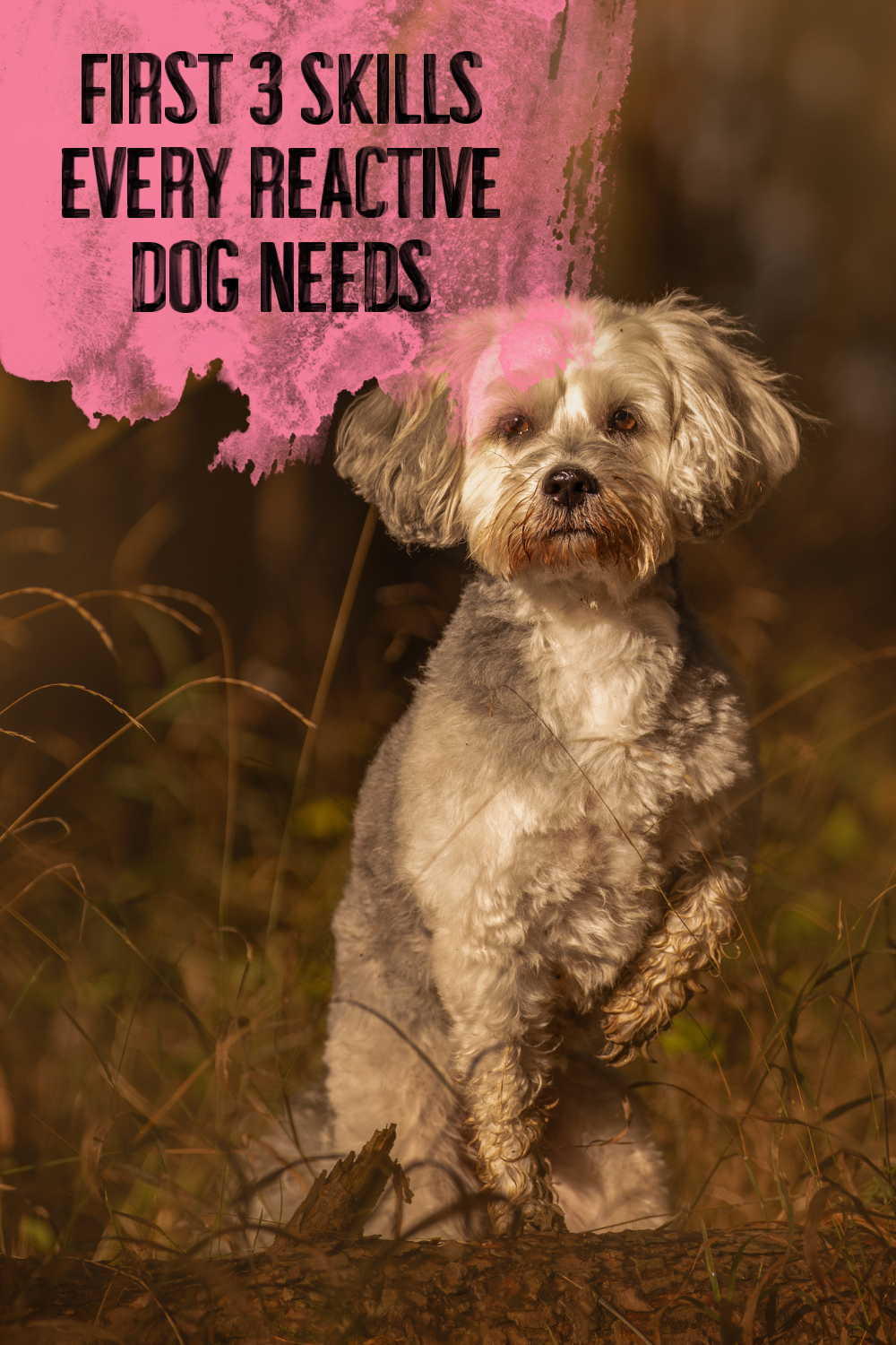 First 3 Skills Every Reactive Dog Needs