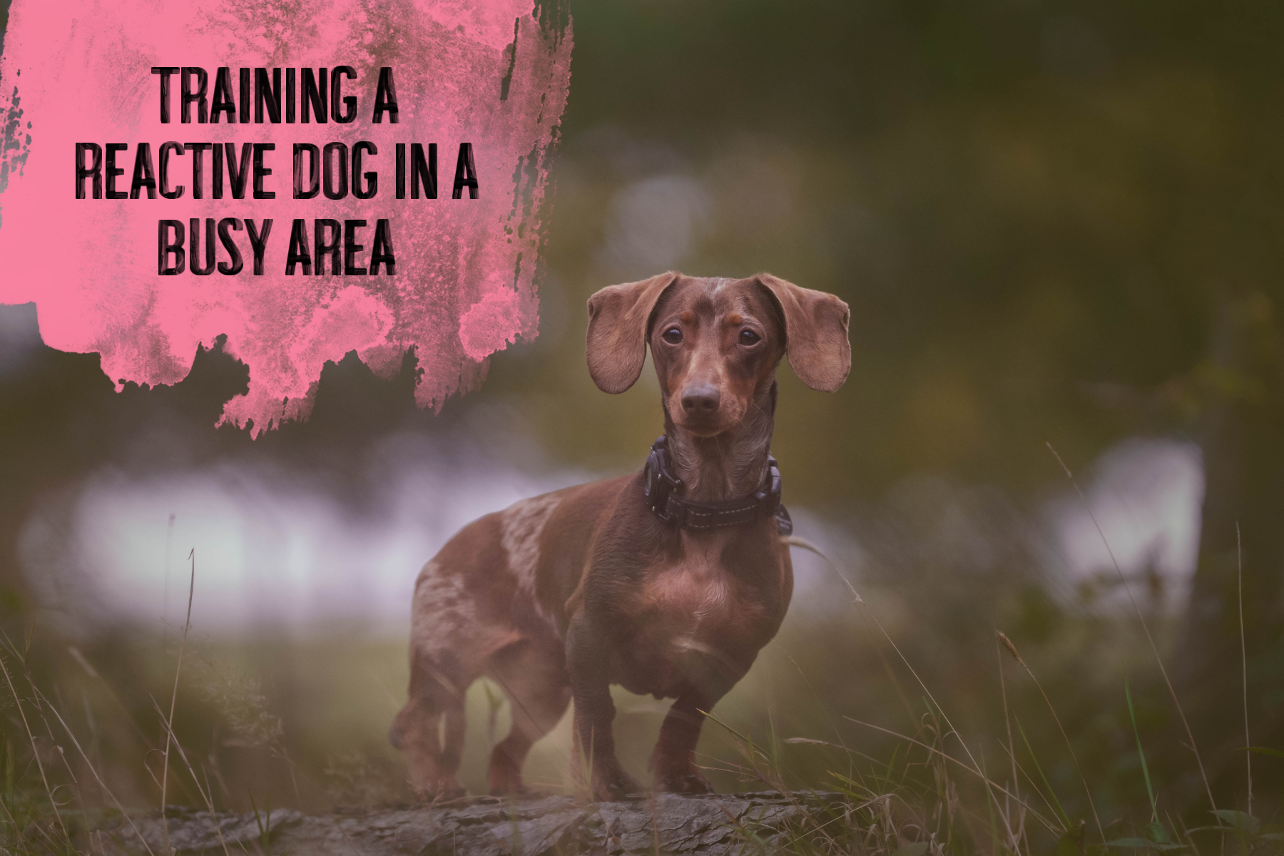 Training a Reactive Dog in a Busy Area