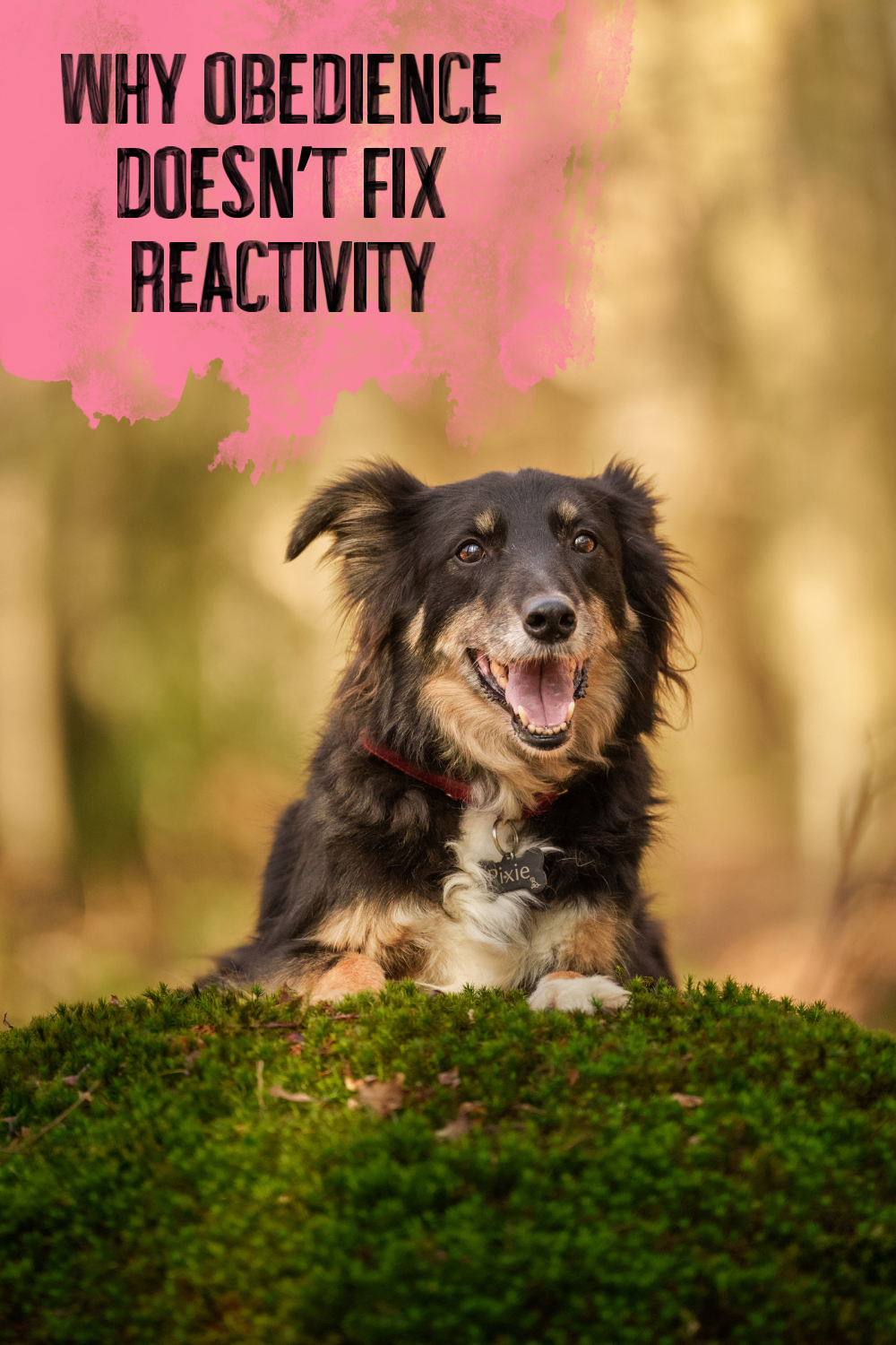 Why Obedience Doesn’t Fix Reactivity