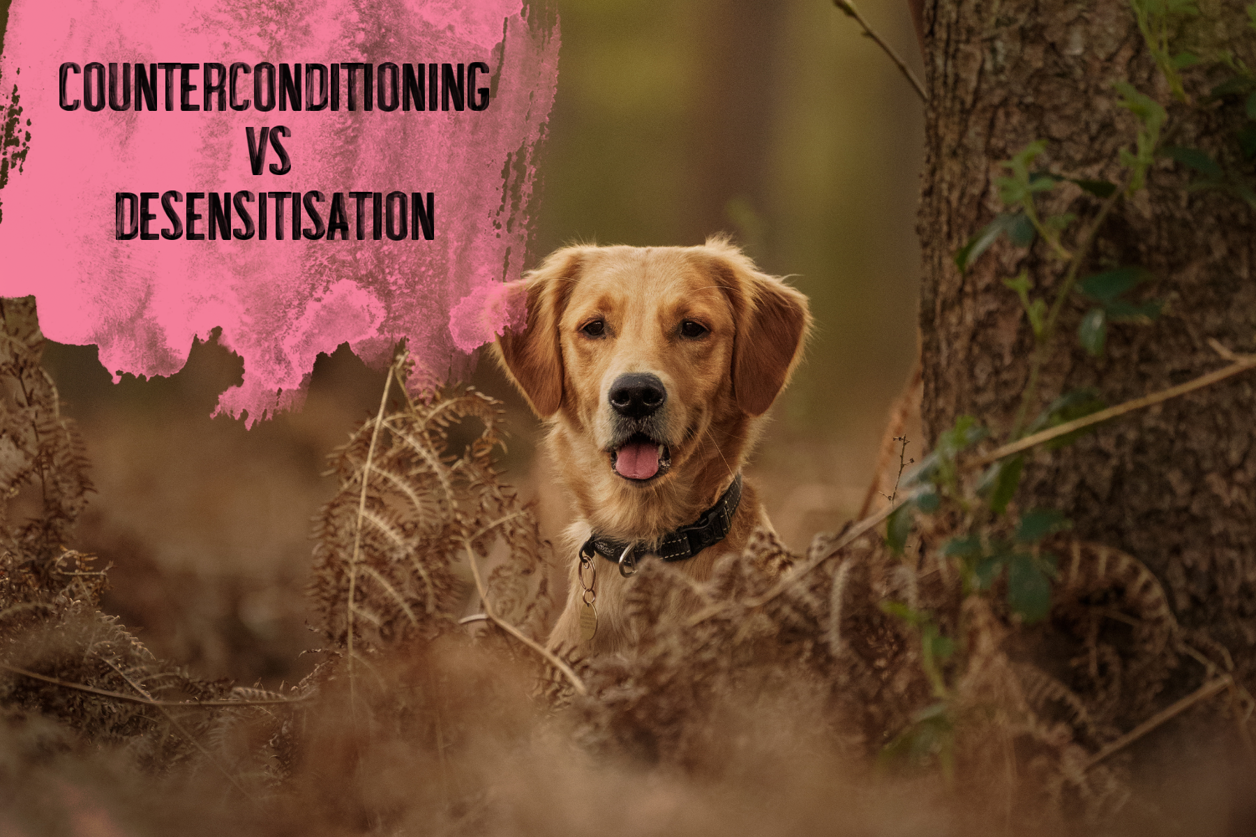 Counterconditioning vs Desensitisation