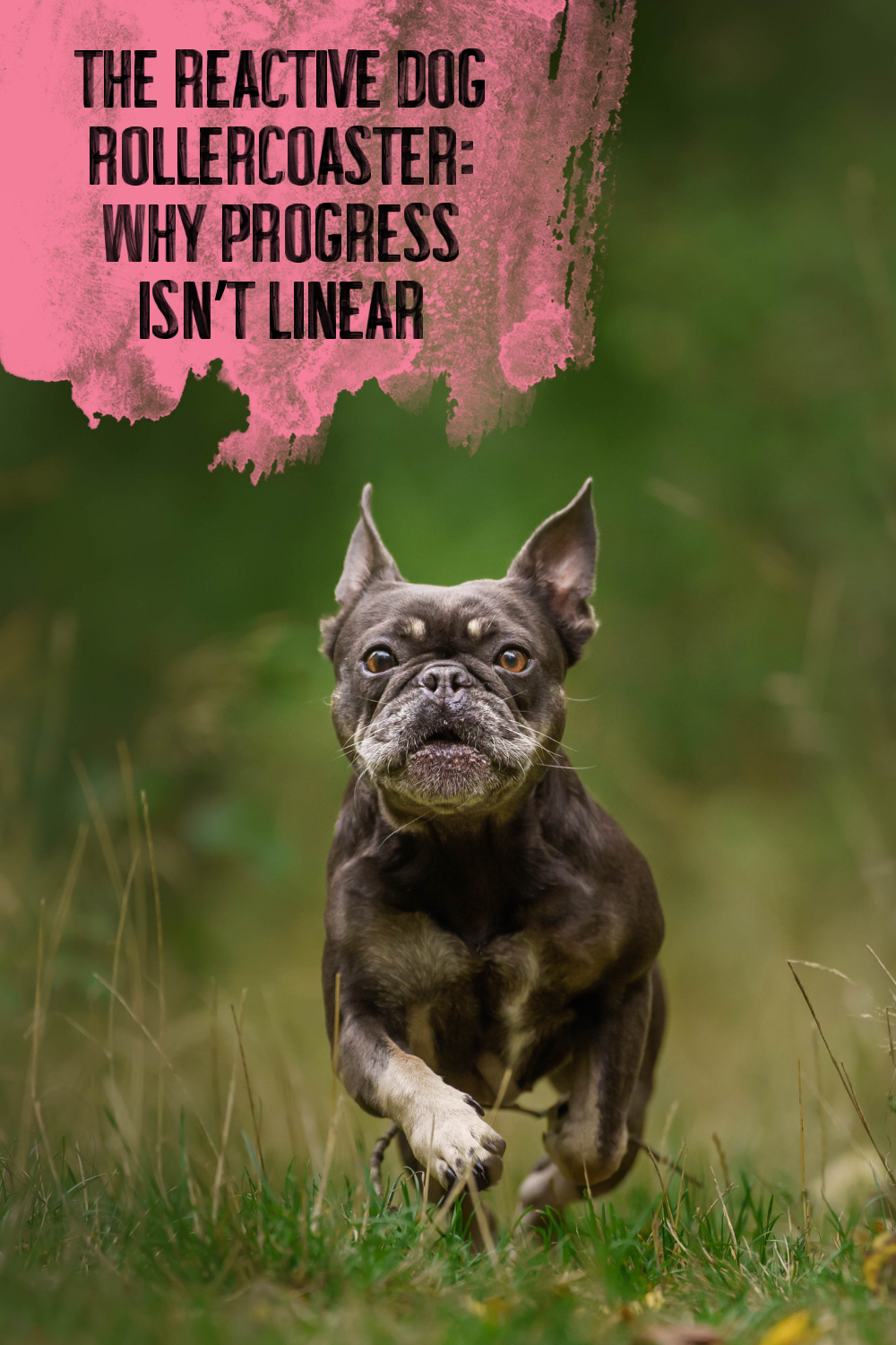 The Reactive Dog Rollercoaster: Why Progress Isn’t Linear