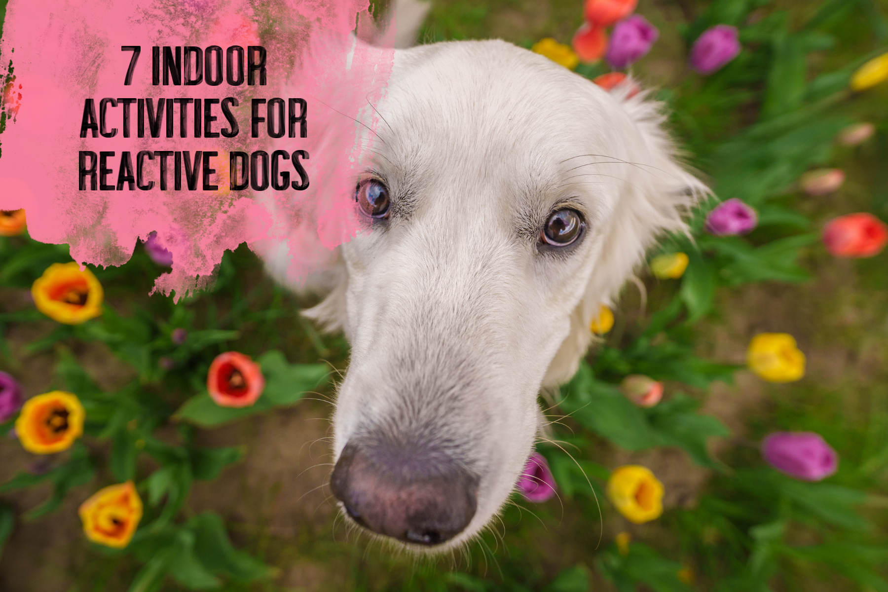 7 Indoor Activities FOR Reactive Dogs