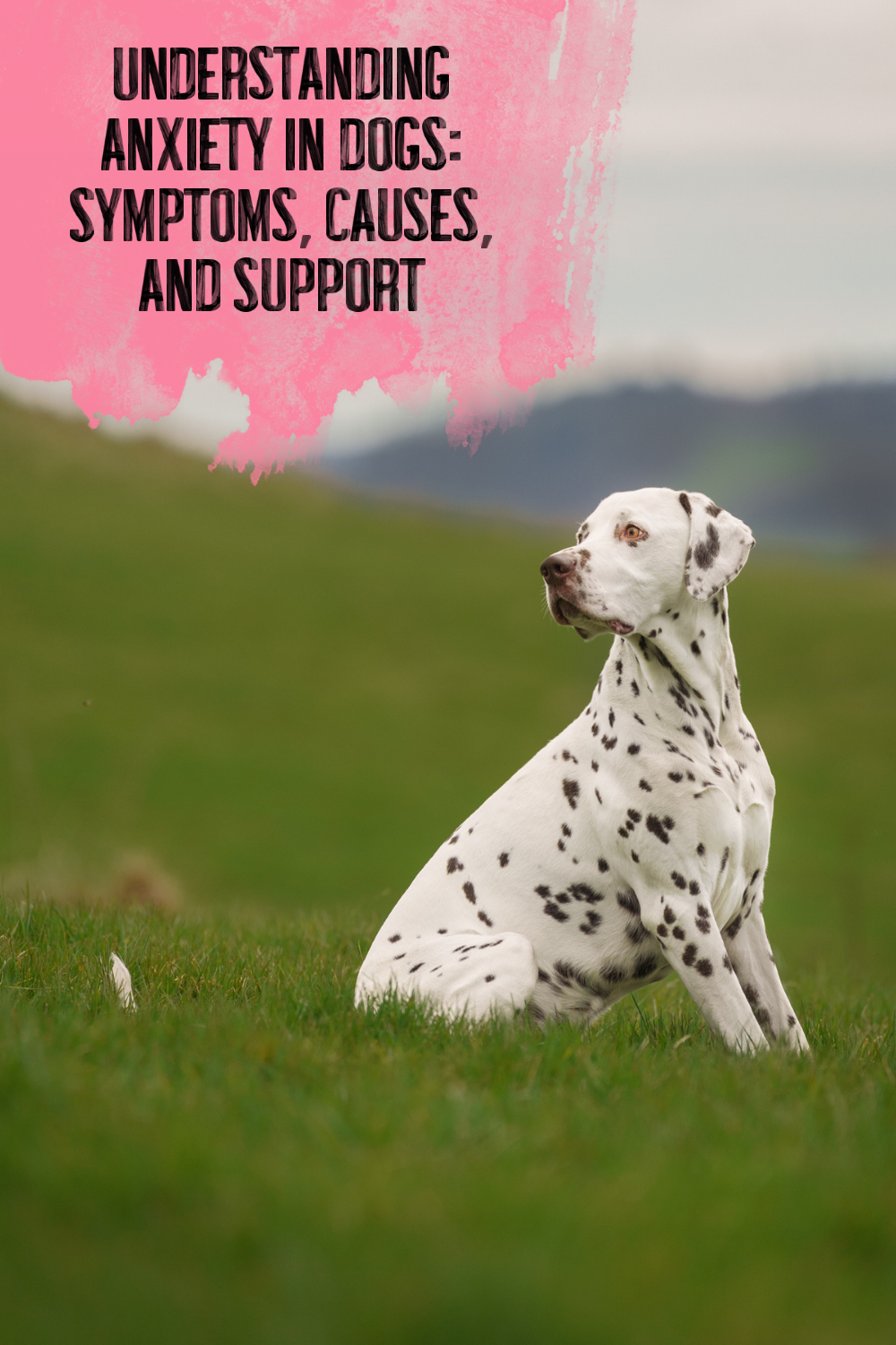 Understanding Anxiety in Dogs: Symptoms, Causes, and Support