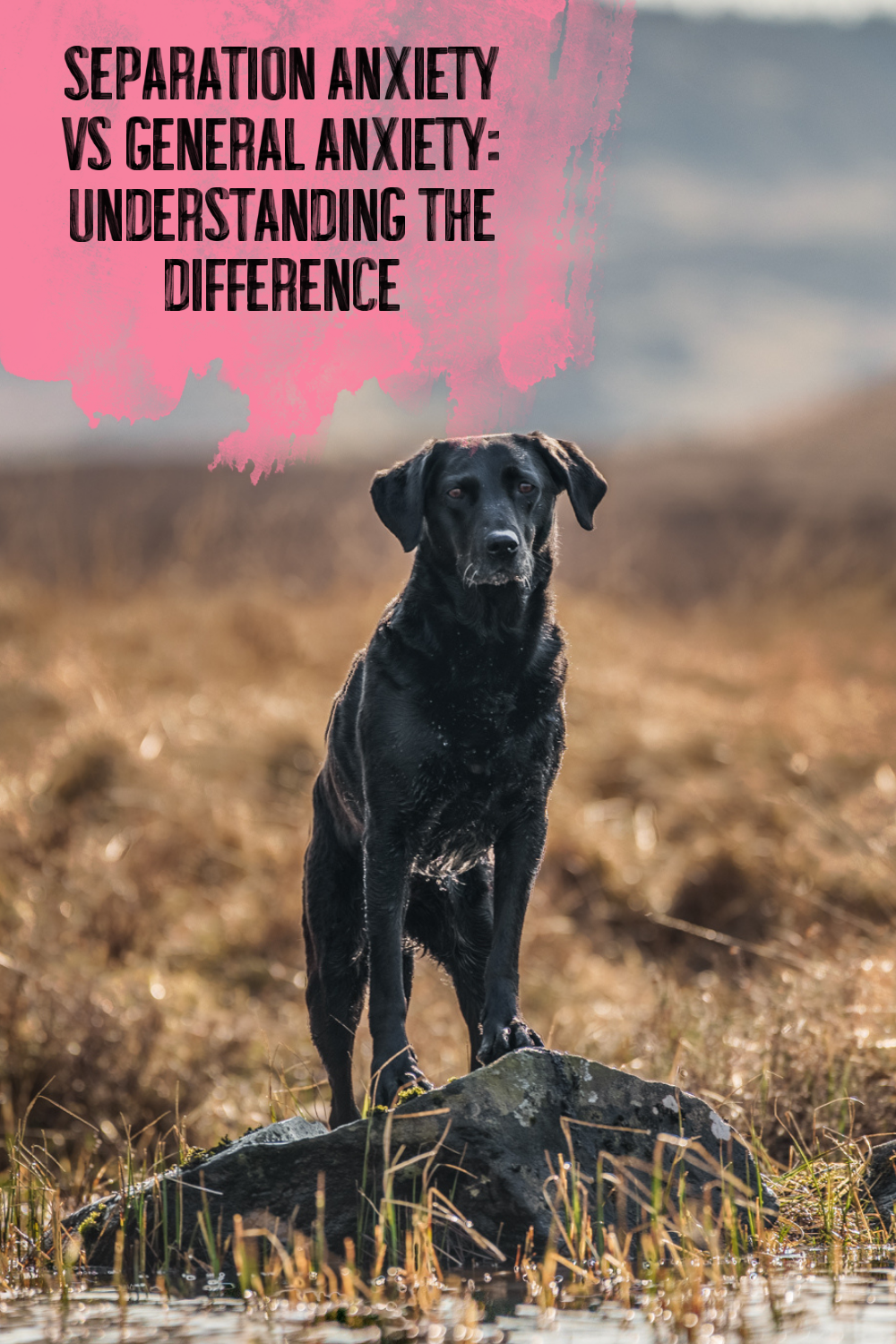 Separation Anxiety vs General Anxiety: Understanding the Difference