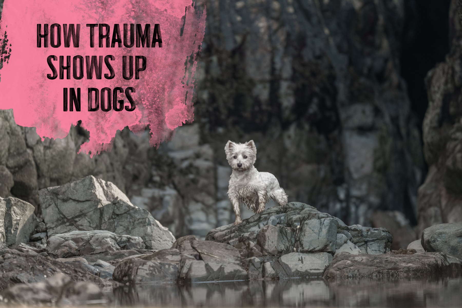 How Trauma Shows Up in Dogs