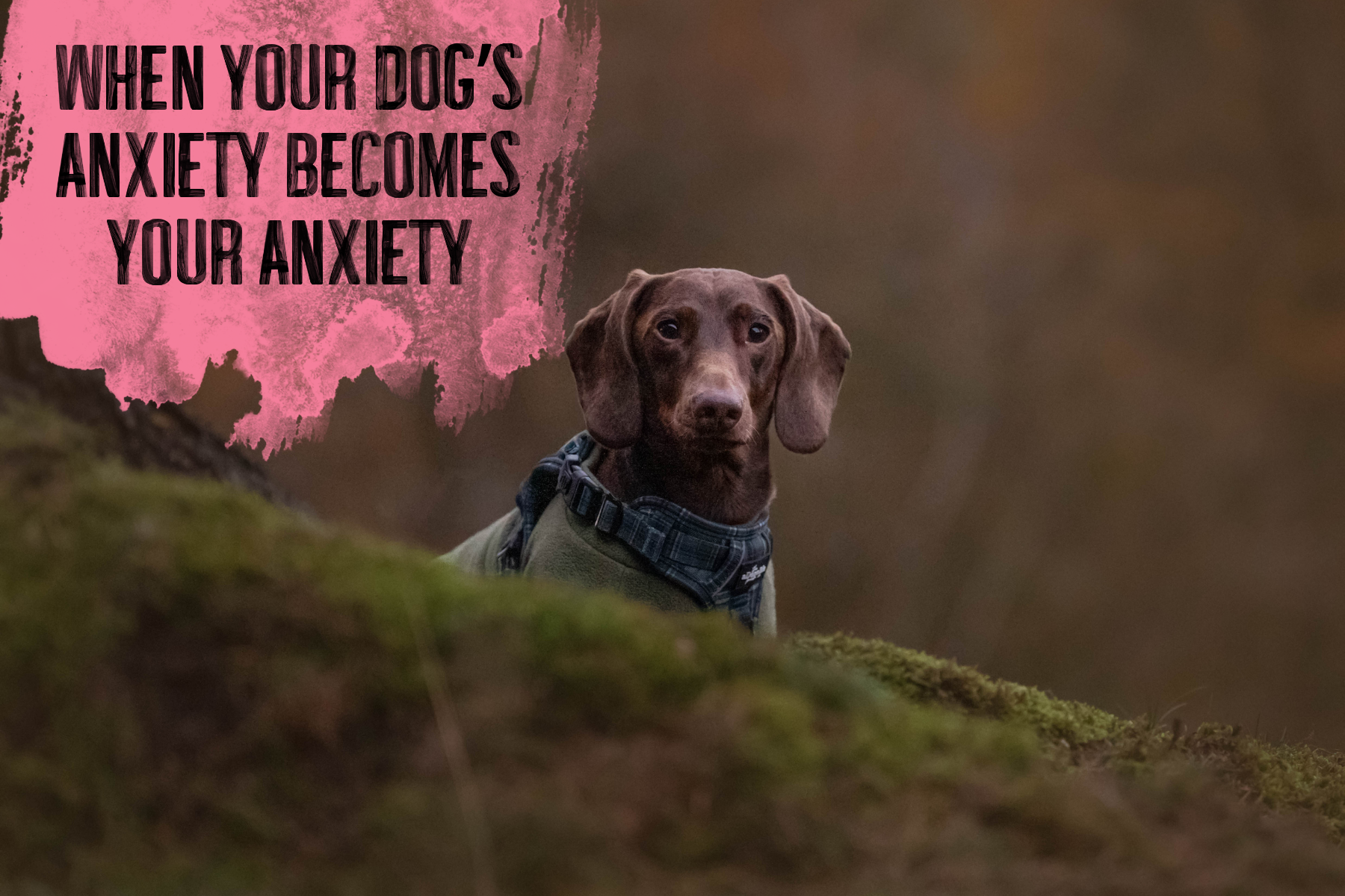 When Your Dog’s Anxiety Becomes Your Anxiety
