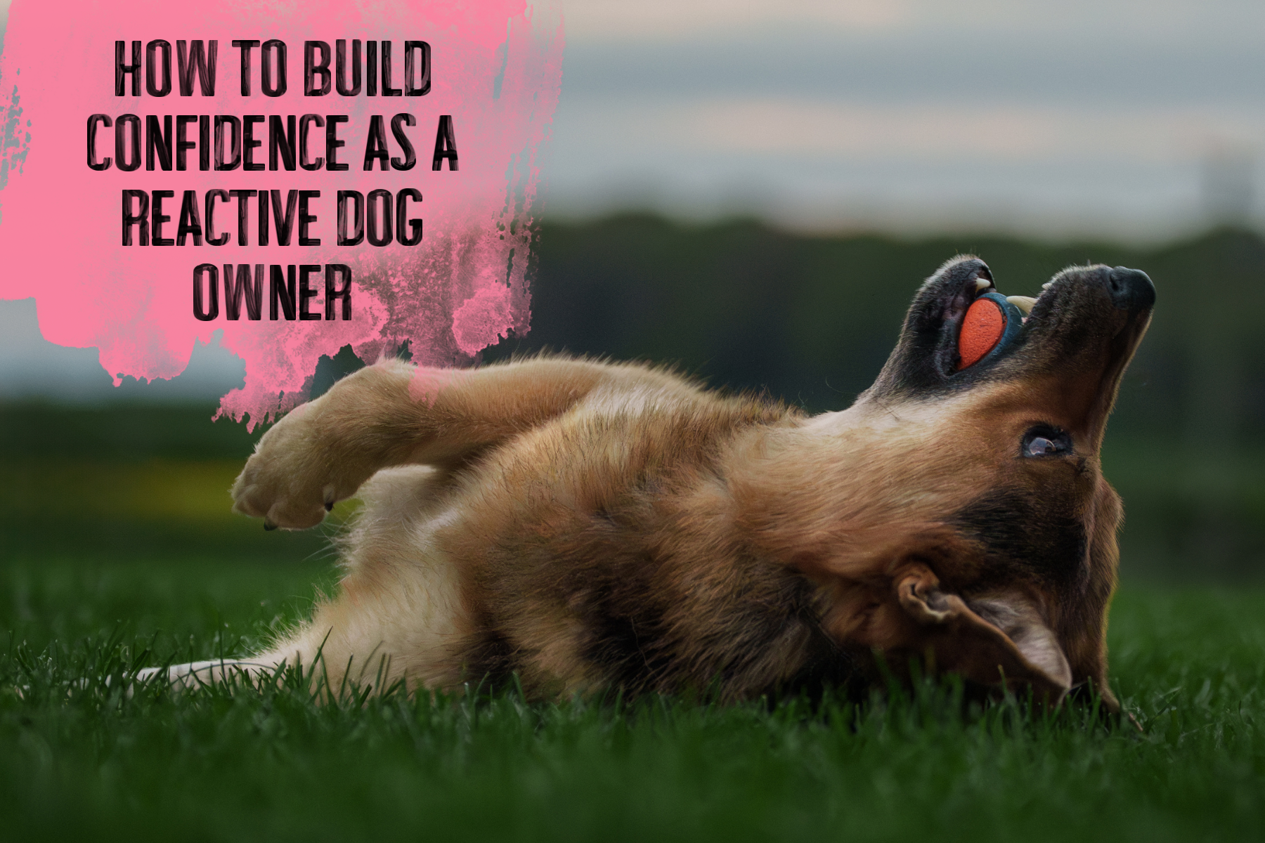 How to Build Confidence as a Reactive Dog Owner