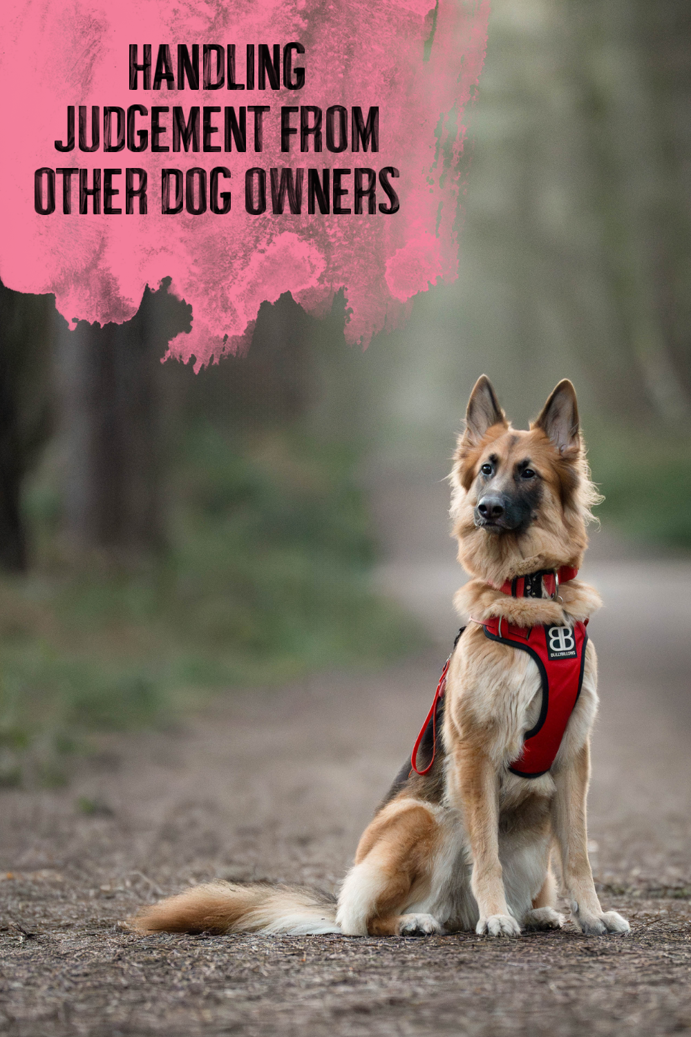 Handling Judgement from Other Dog Owners: Protecting Your Confidence in a World That Doesn’t Always Understand