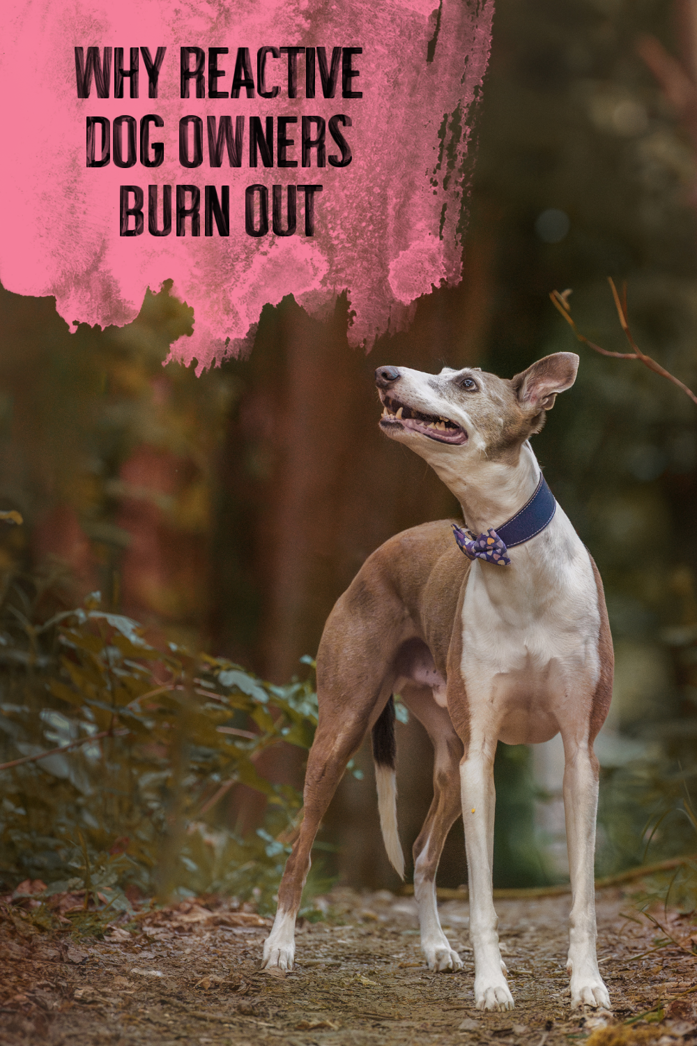 Why Reactive Dog Owners Burn Out: The Hidden Emotional Labour No One Talks About