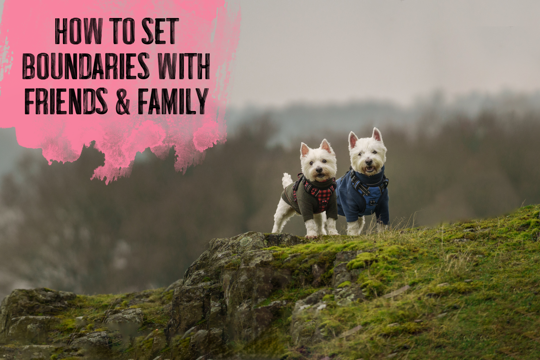 How to Set Boundaries with Friends &amp; Family: Protecting Your Confidence and Your Dog’s Emotional Safety