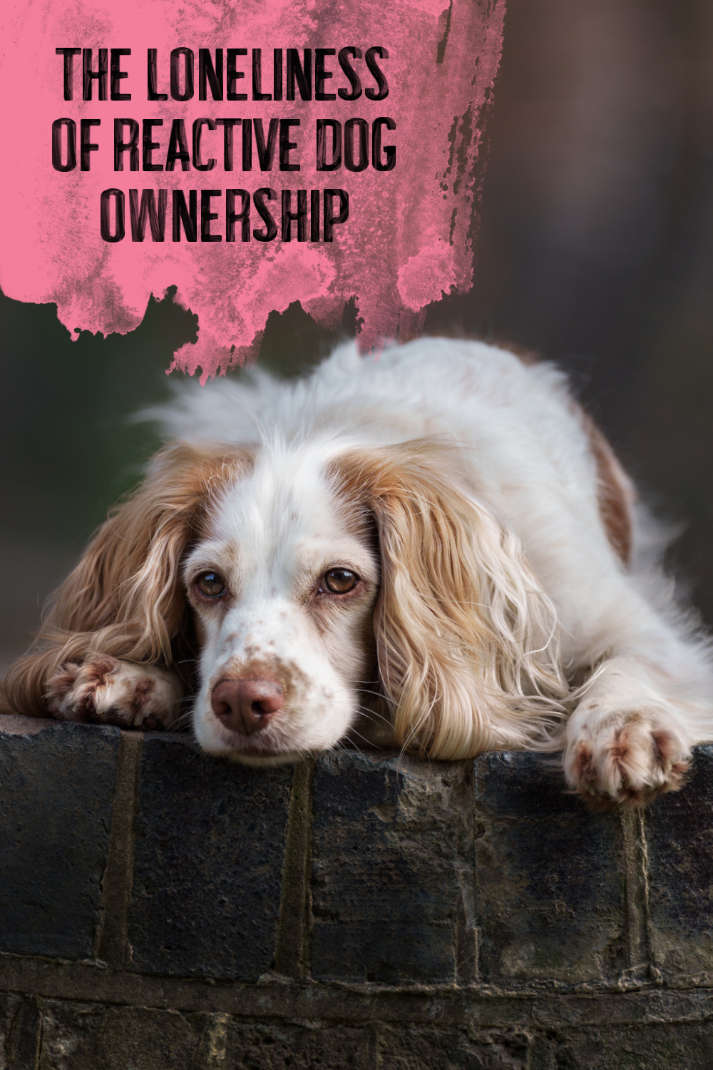 The Loneliness of Reactive Dog Ownership: When Your World Quietly Shrinks