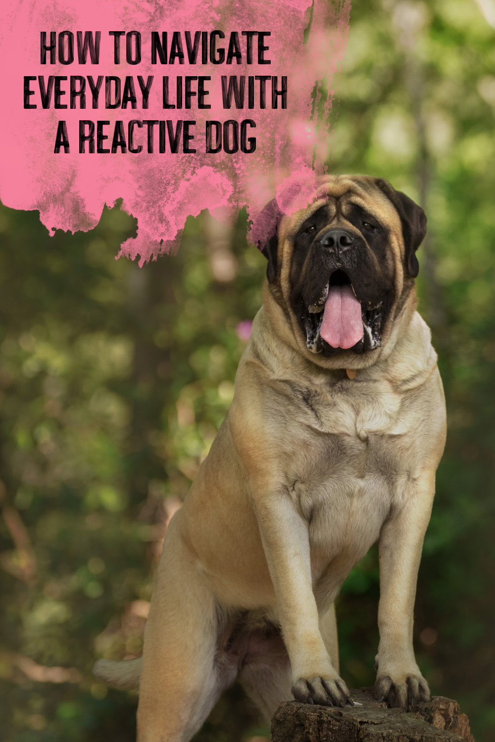 How to Navigate Everyday Life with a Reactive Dog