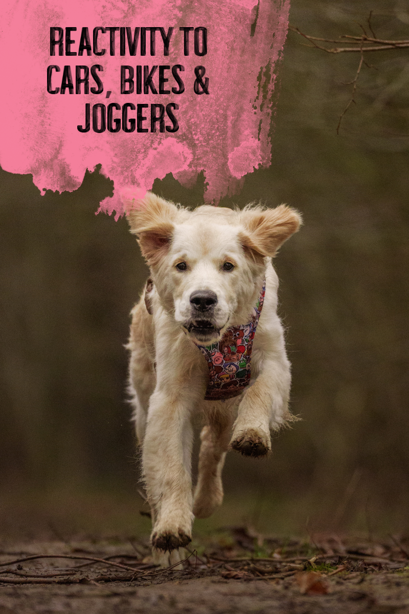 Reactivity to Cars, Bikes &amp; Joggers: Understanding Motion Sensitivity in Reactive Dogs