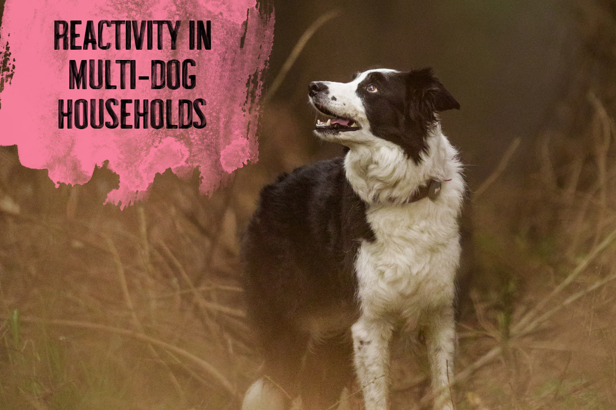 Reactivity in Multi‑Dog Households: Stress, Social Dynamics, and the Emotional Lives of Dogs Who Share a Home