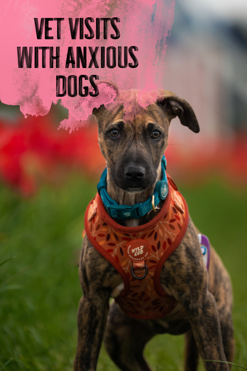 Vet Visits with Anxious Dogs: Stress, Safety &amp; the Emotional Reality of Clinical Environments