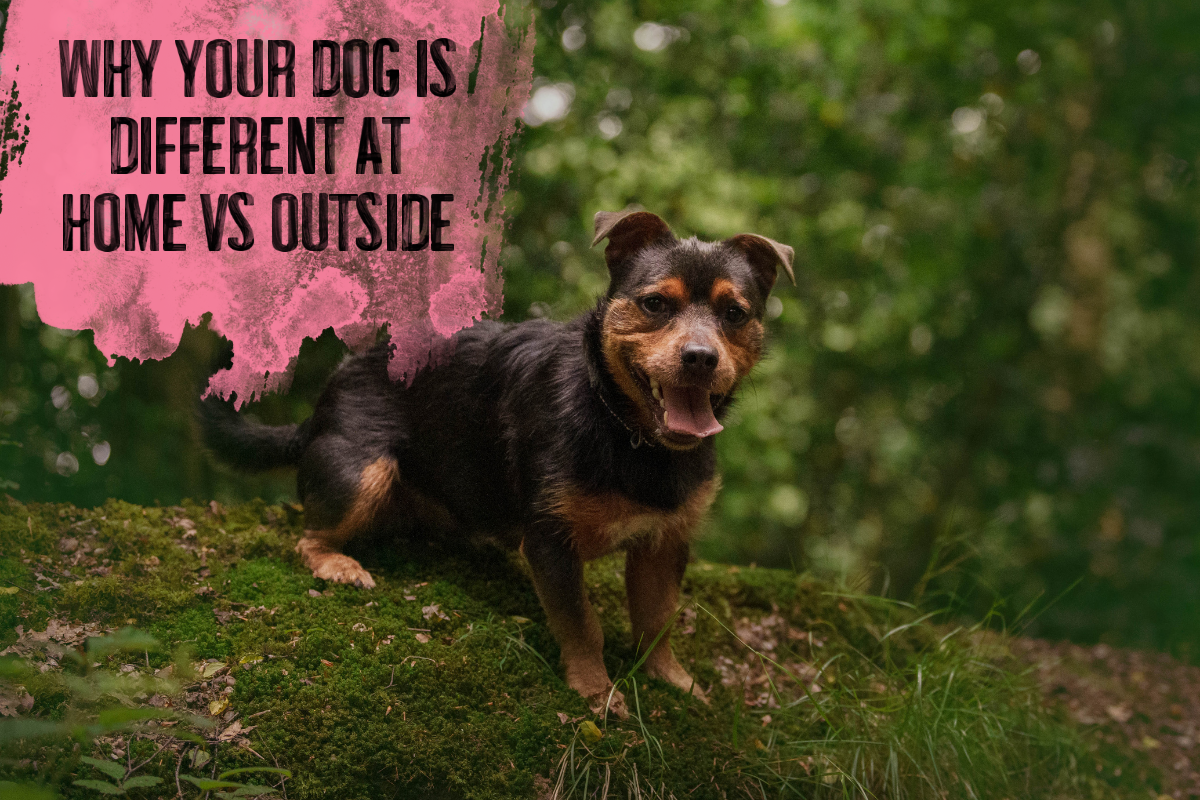 Why Your Dog Is Different at Home vs Outside: Understanding Environmental Sensitivity in Reactive Dogs