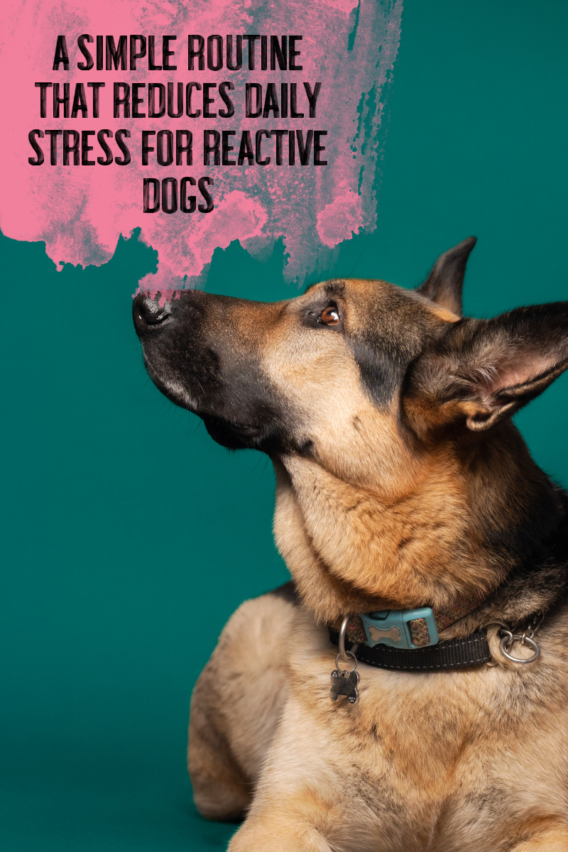 A Simple Routine That Reduces Daily Stress for Reactive Dogs