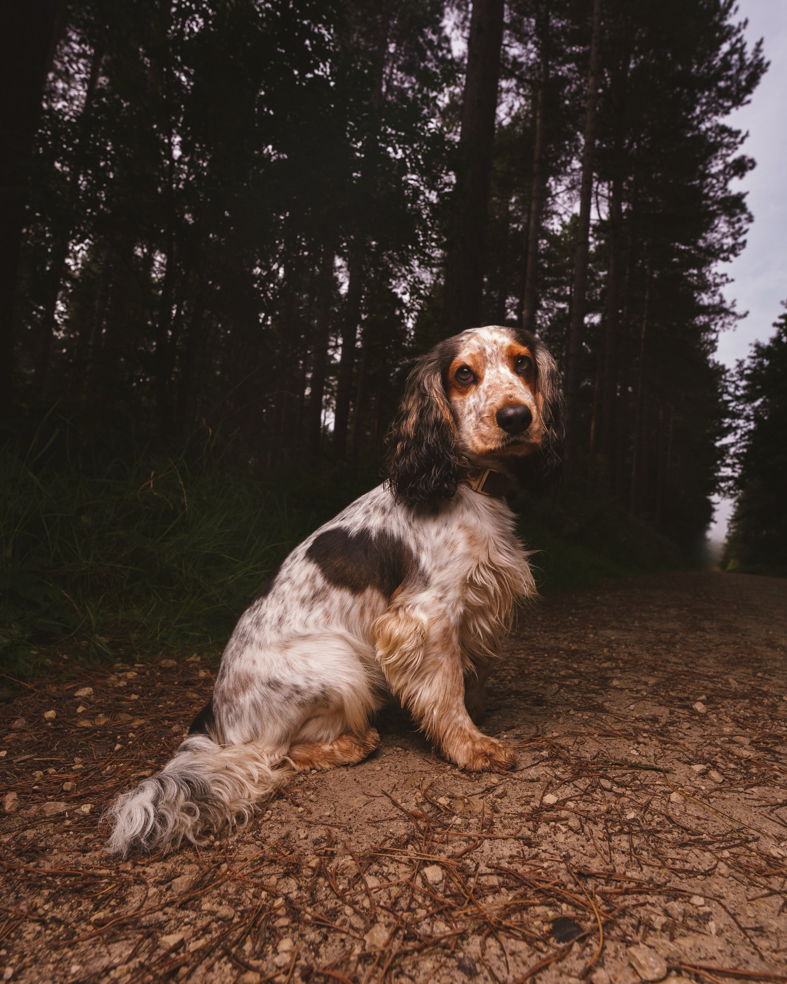 A dog, likely a Cocker Spaniel, sitting on a dirt path in a forest with tall trees around at dusk or dawn.  This is a reactive dog.