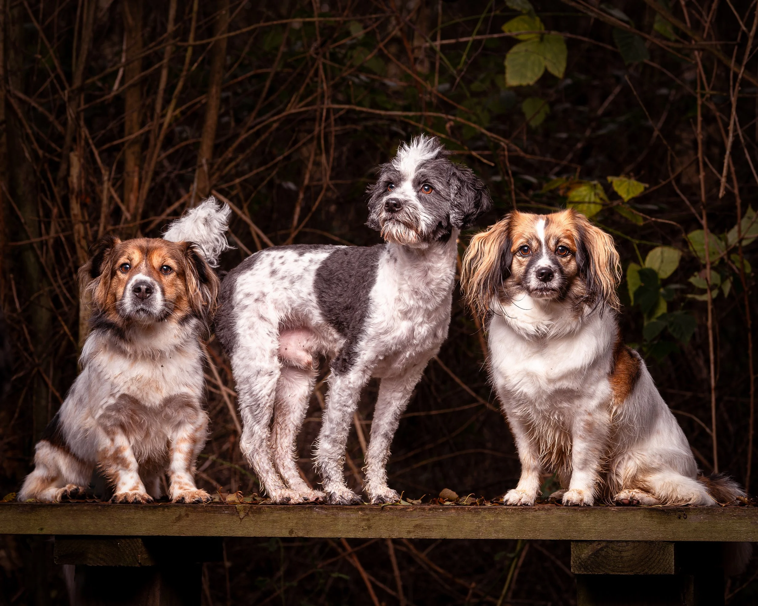 Three dogs sitting on a wooden platform in front of a background of dark, tangled branches and leaves.  These are anxious and reactive dogs.