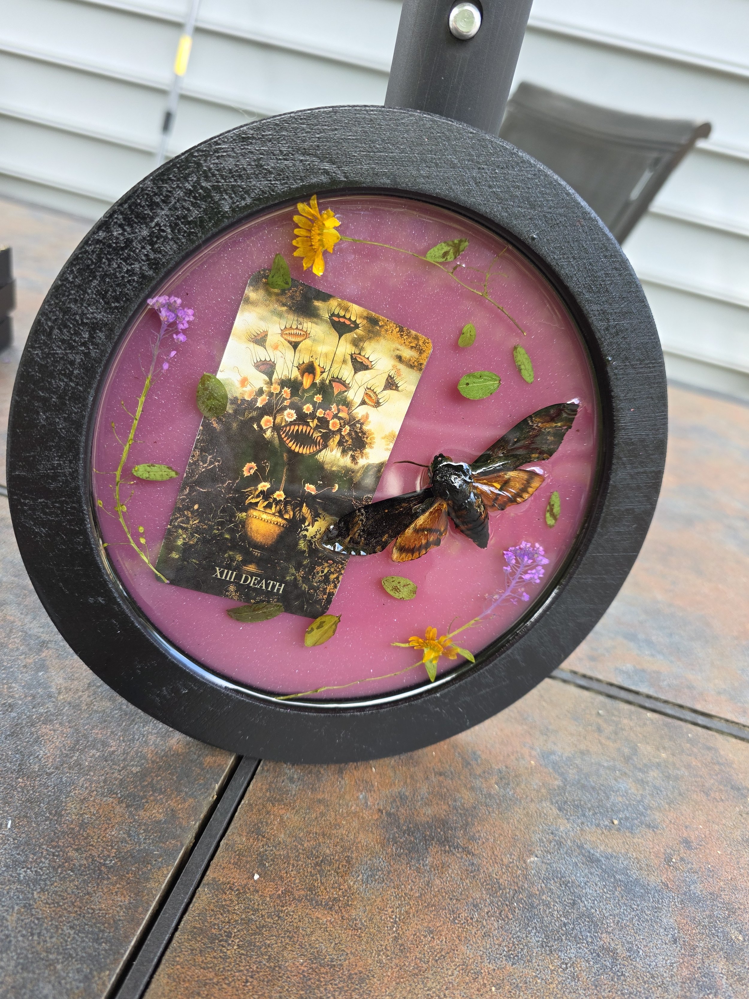 Death's Head Moth