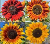 SunFlower Seeds
