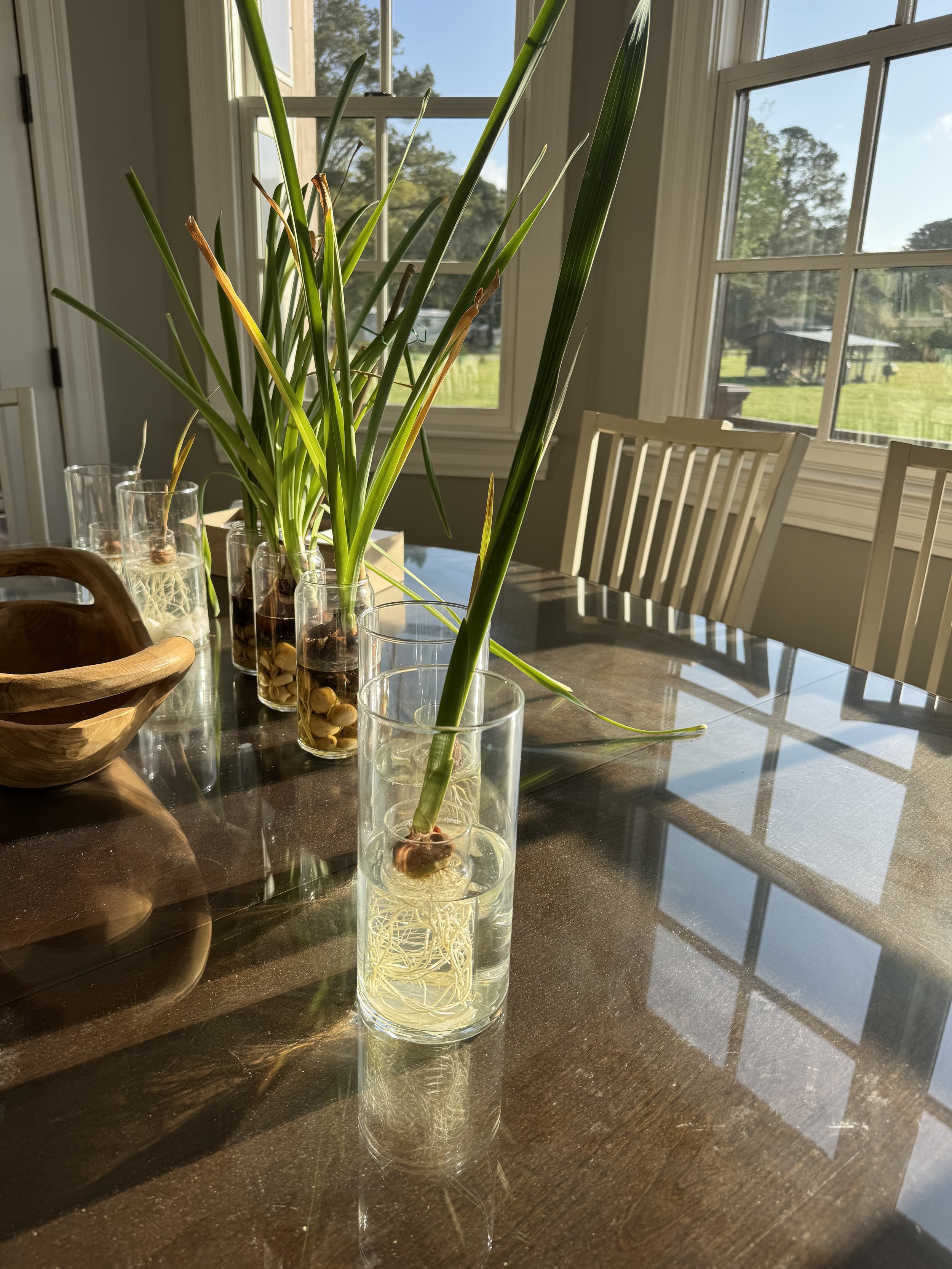 Gladiolus Bulbs - Pack of 3