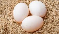 Fresh Duck Eggs - Peking from our NC Homestead