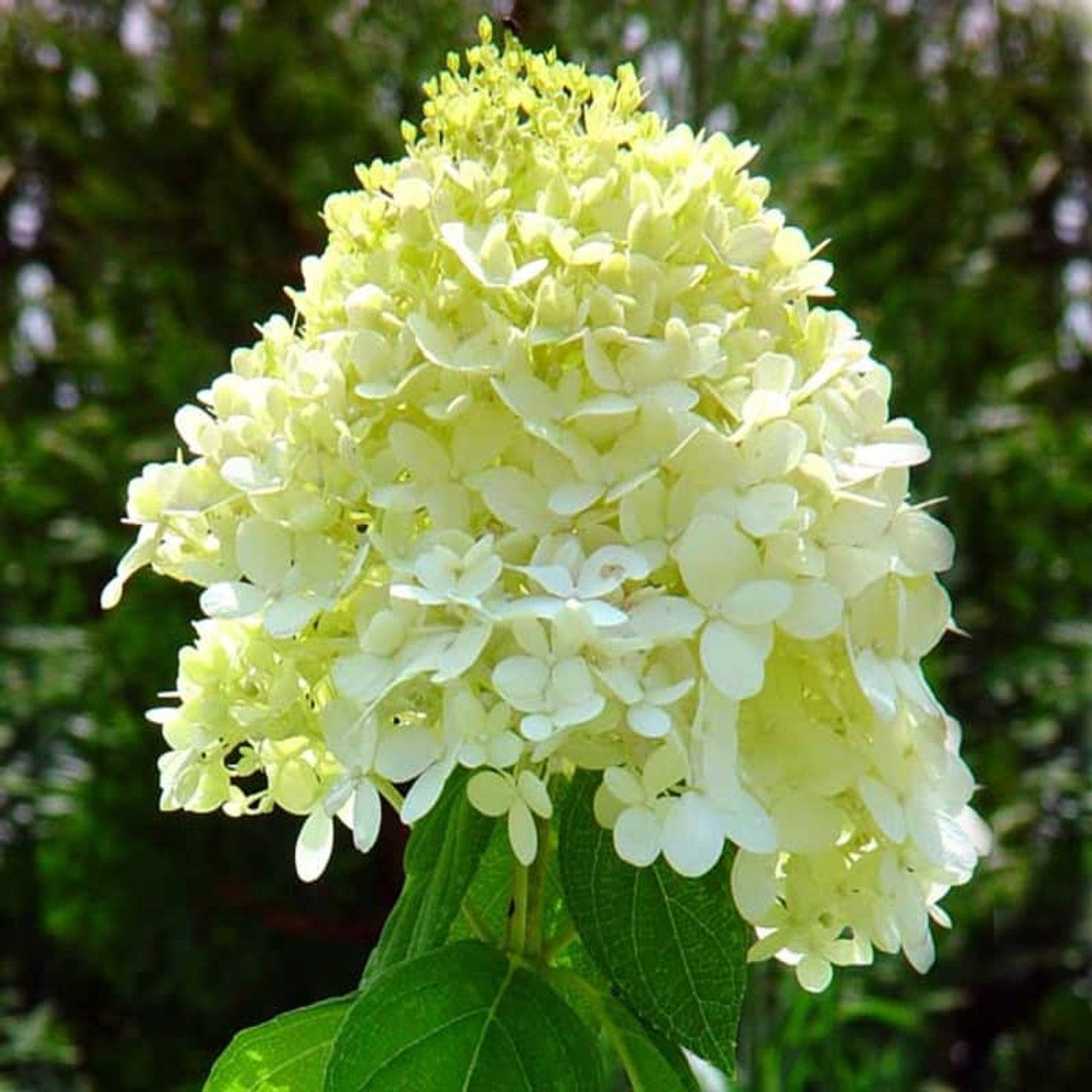 hydrangea.jpg