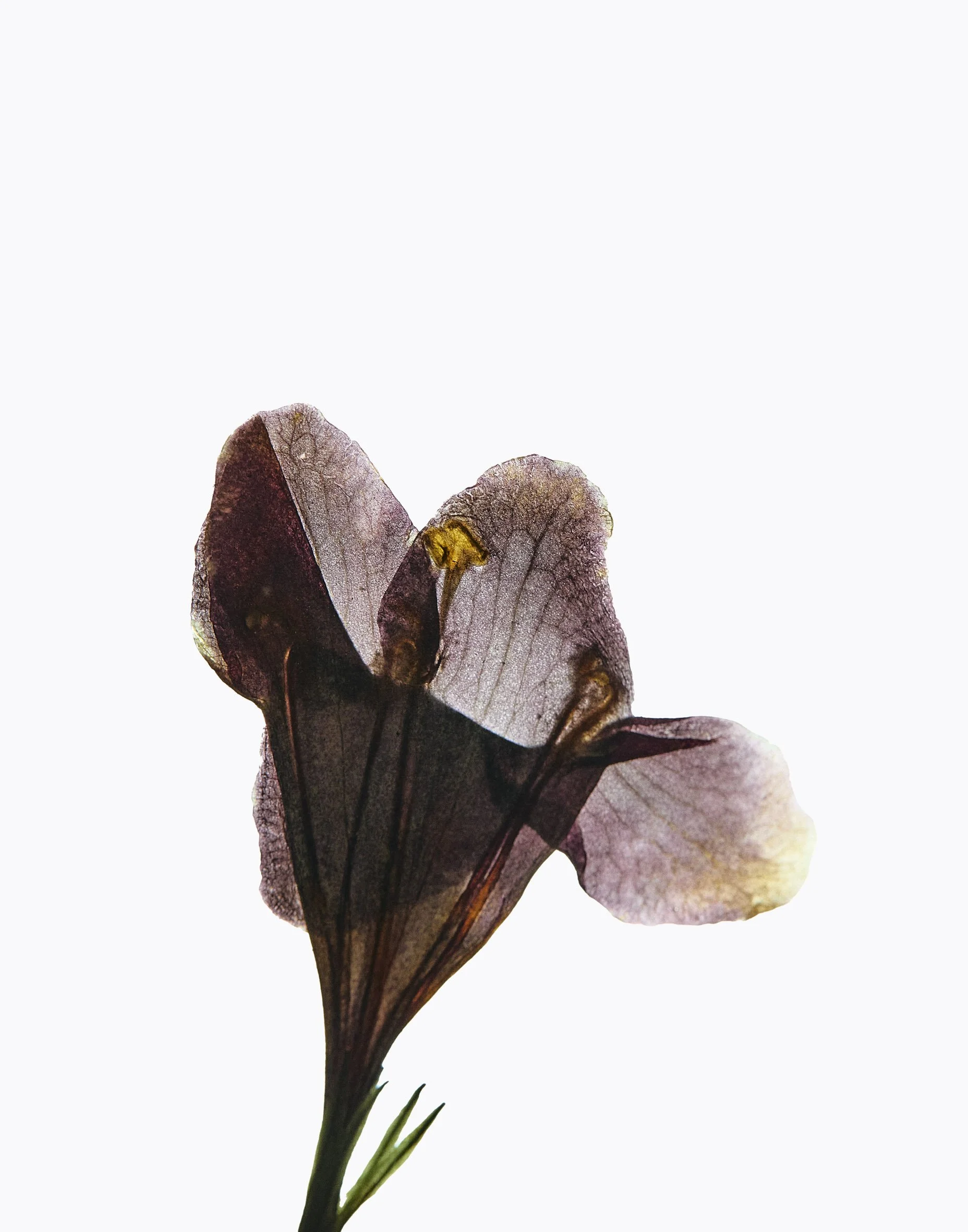 2025-015_Flowers13292.jpg