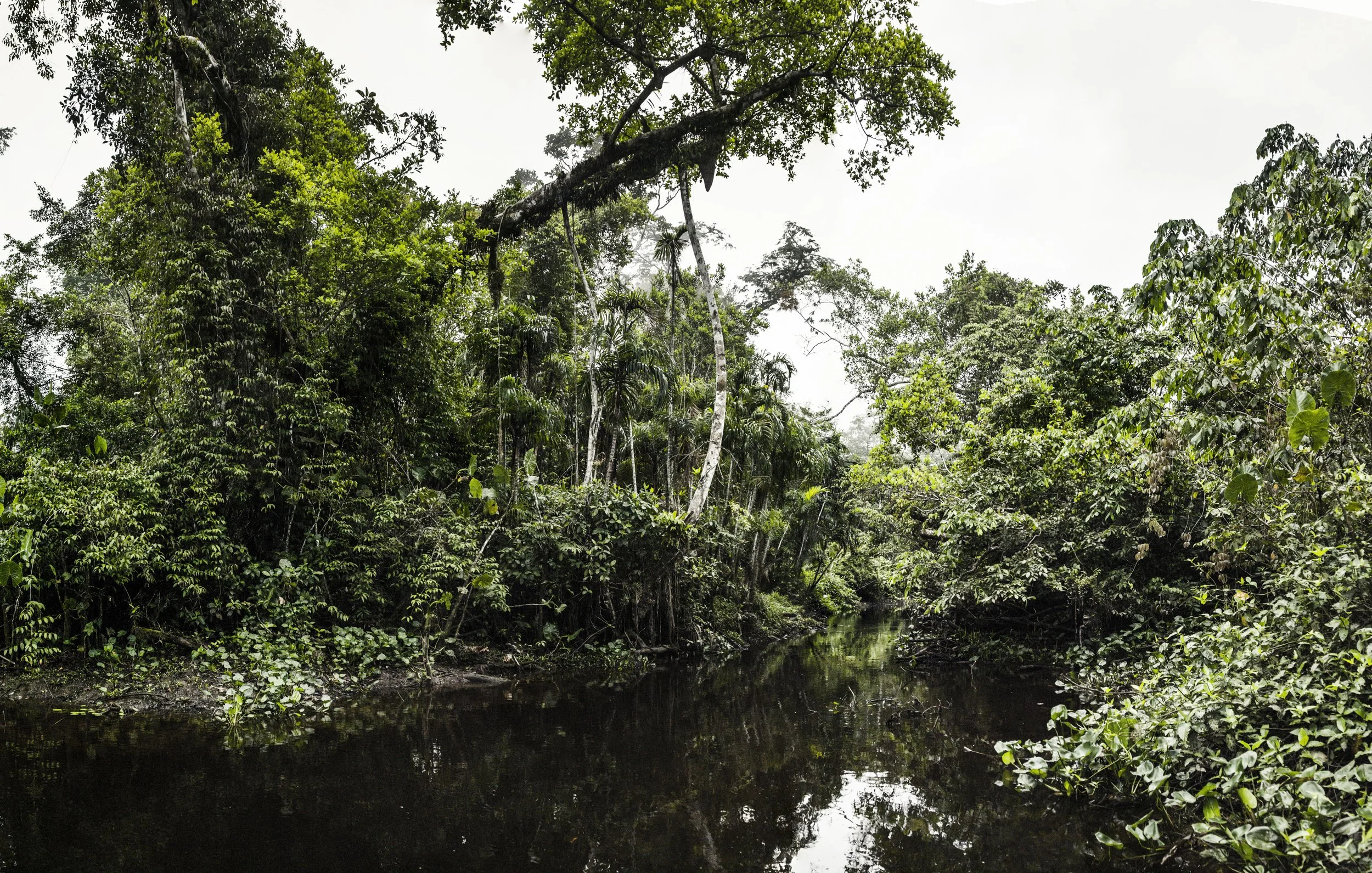 Amazon Basin, Ecuador