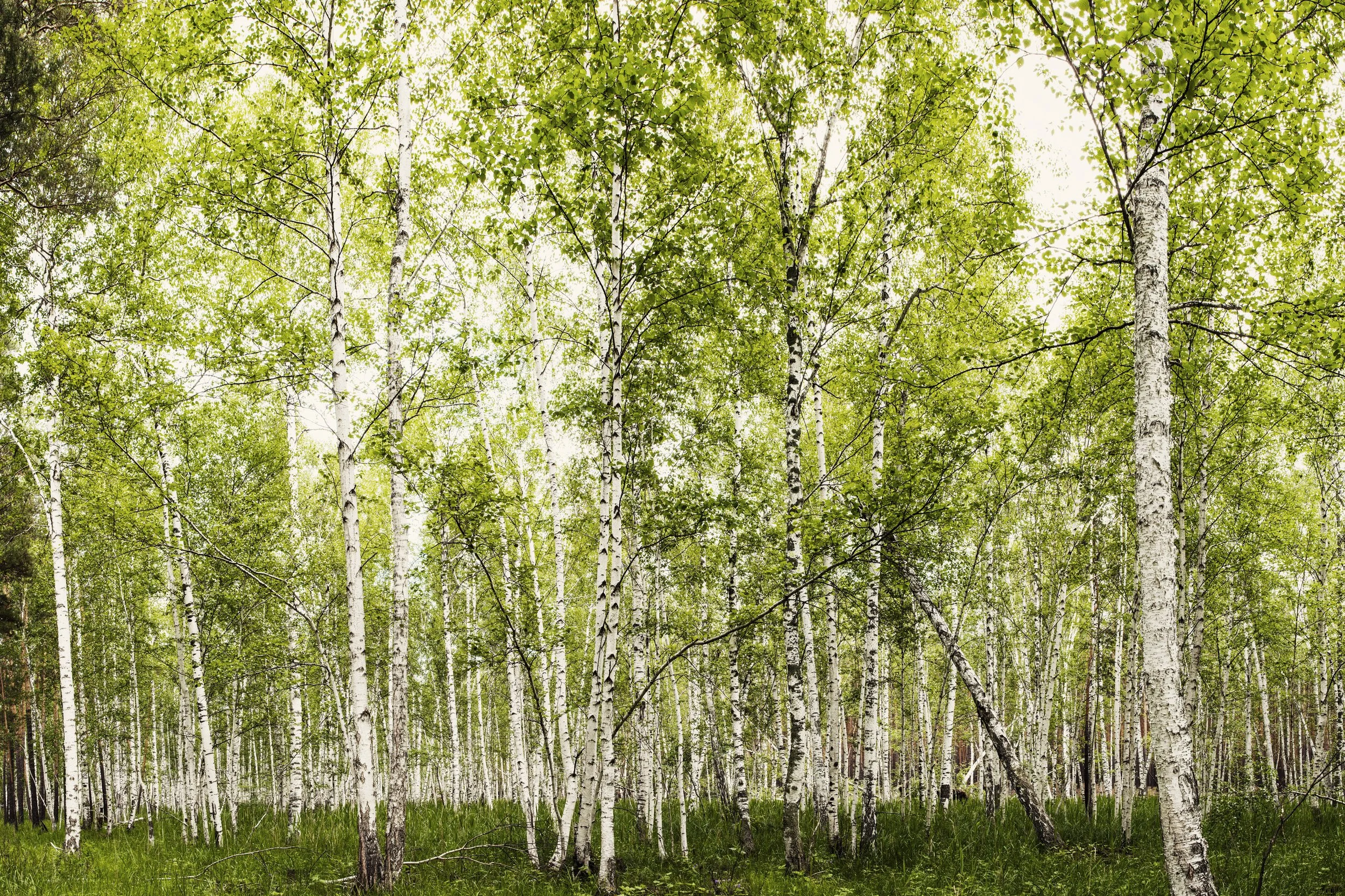 Birch Forest, Kazakhstan