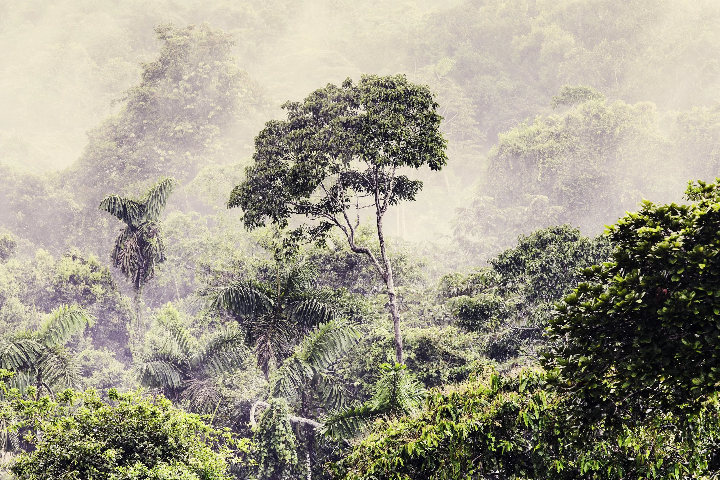 Ecuadorian Rainforest