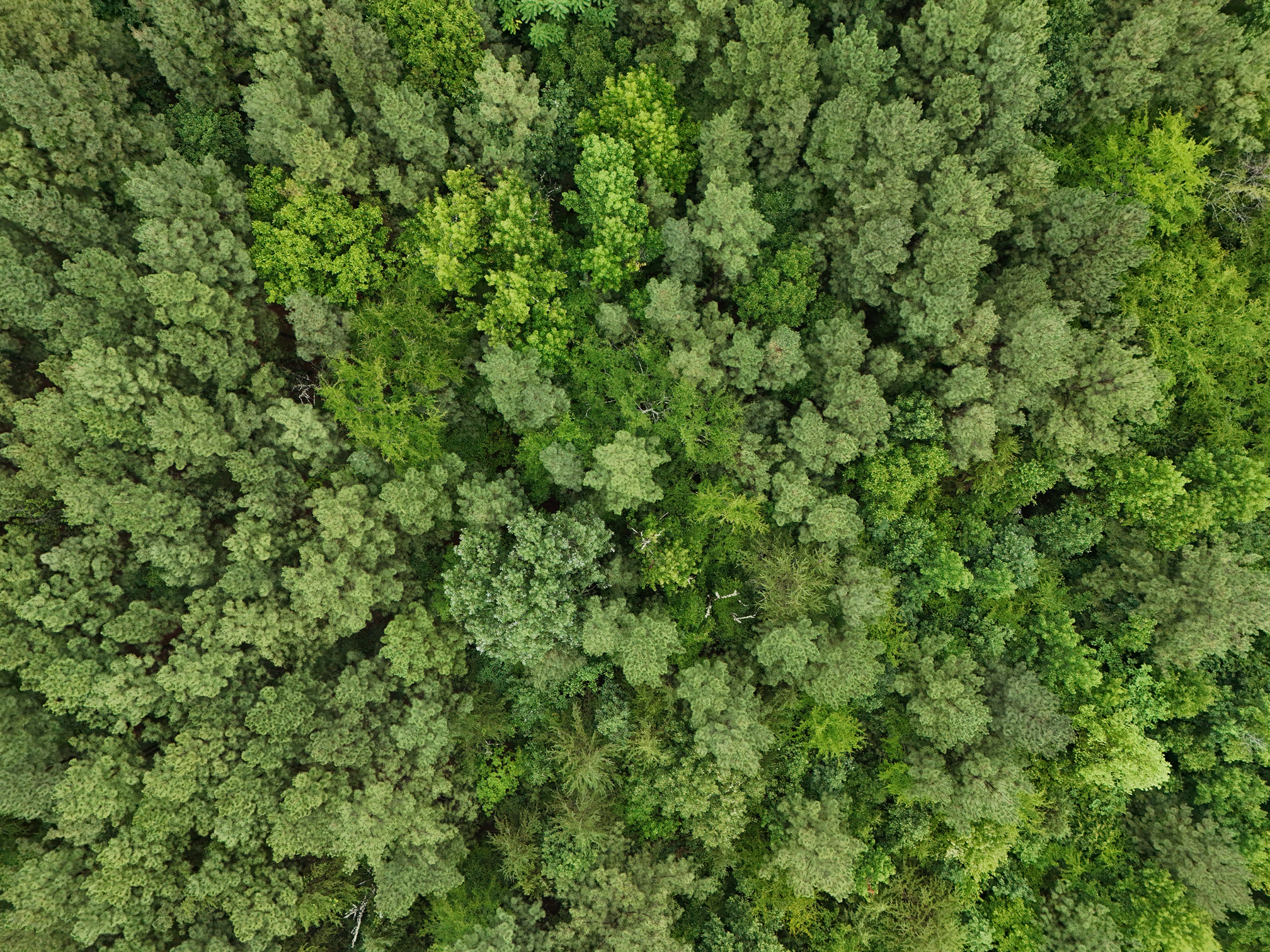 website trees.png