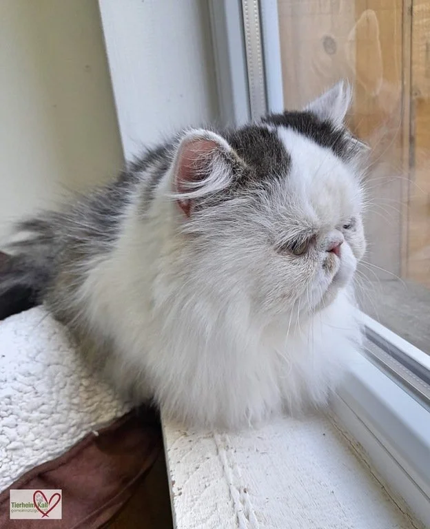 A grumpy, sweet cat looking to the side.