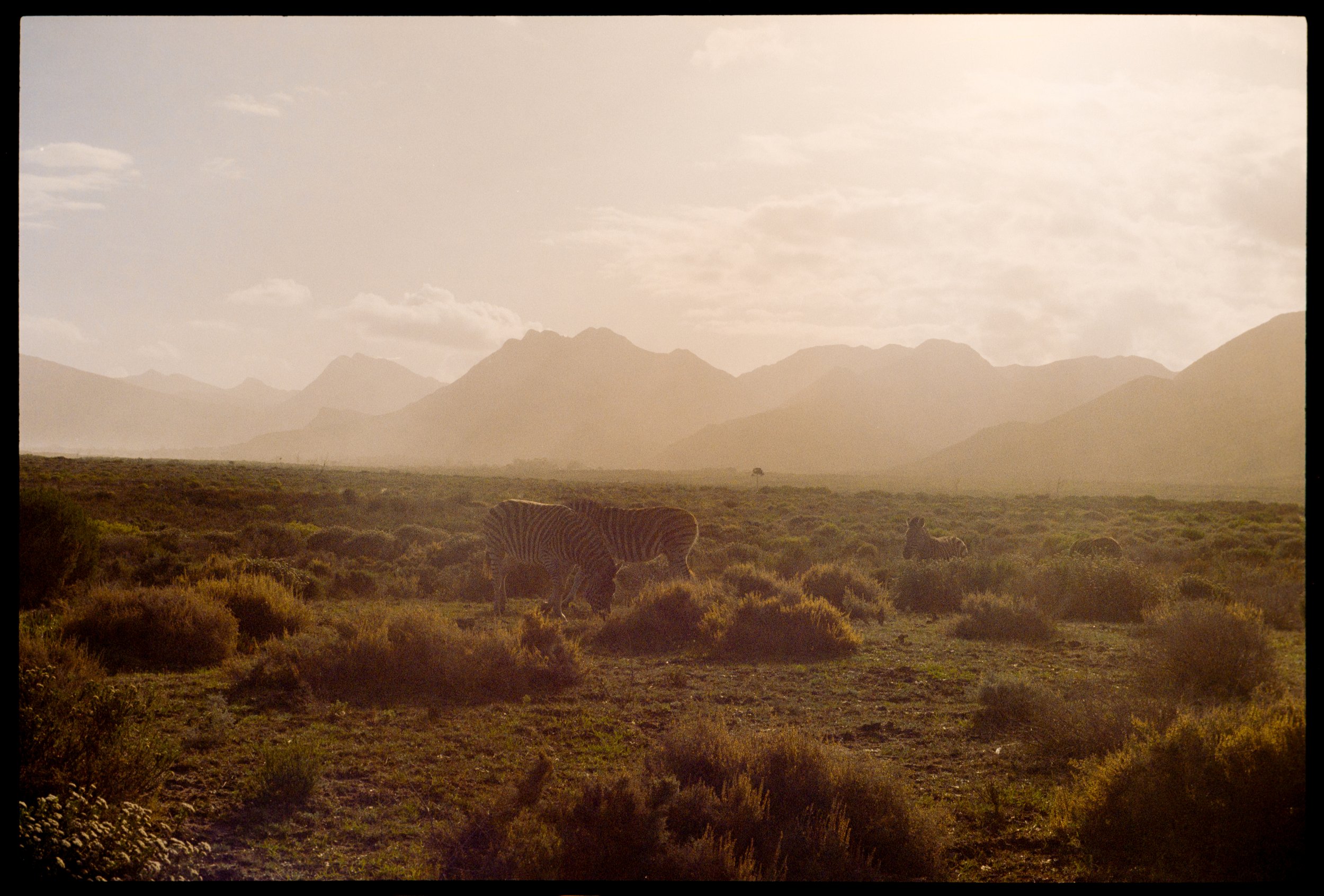 ROOISAND NATURE RESERVE // Minolta XGM // Fuji C200