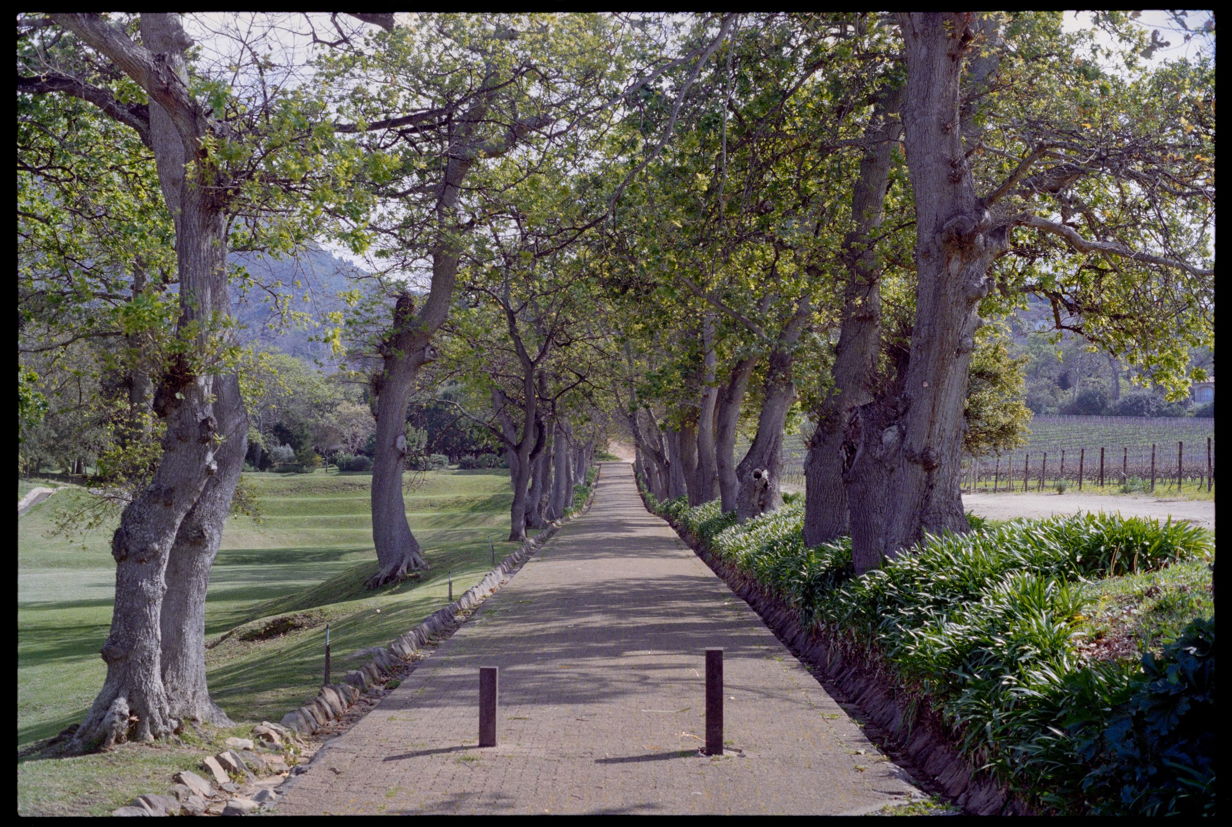 CAPE TOWN // Groot Constantia-Trust Winery // Minolta XGM // Fuji C200