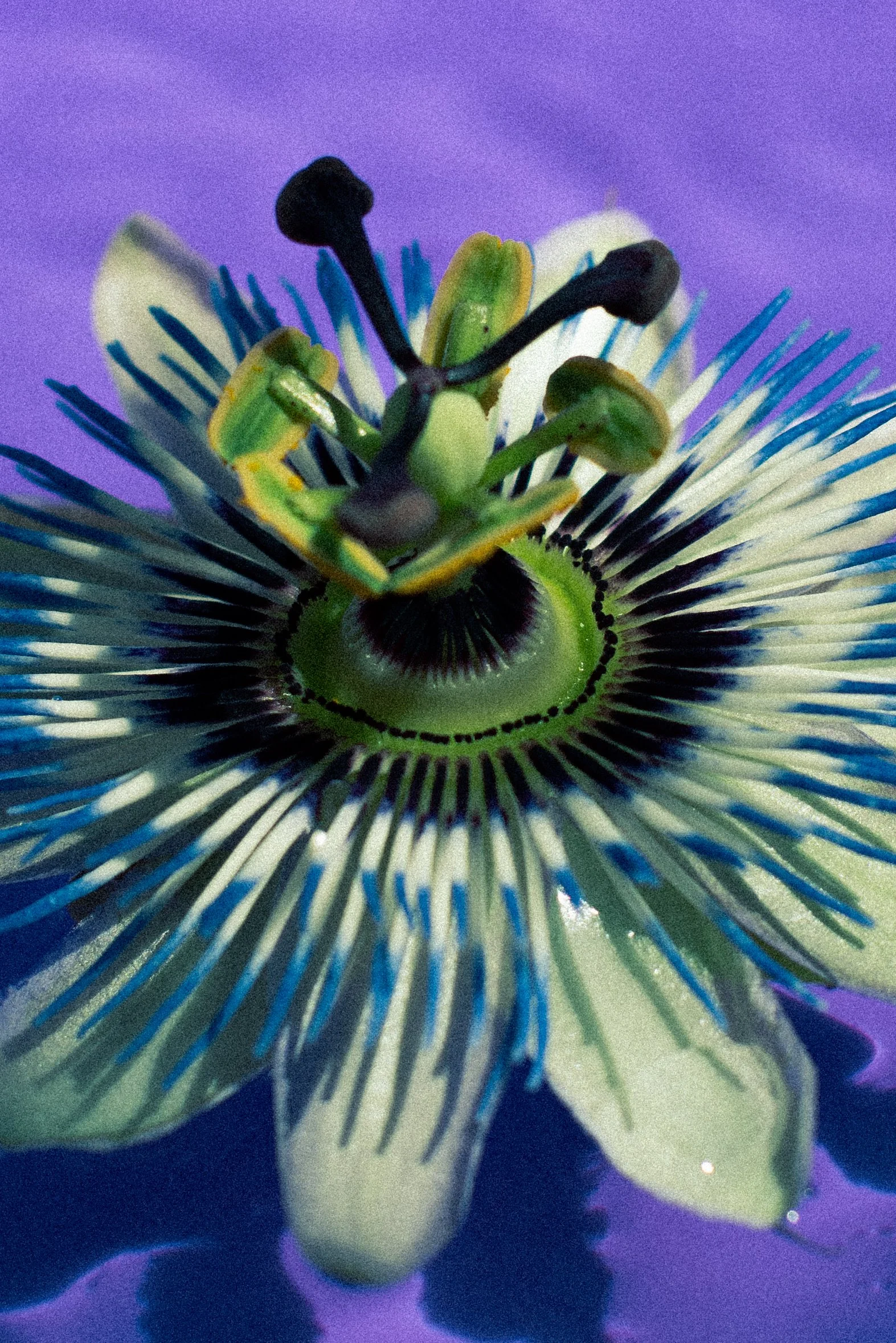 Passiflora-039.jpg