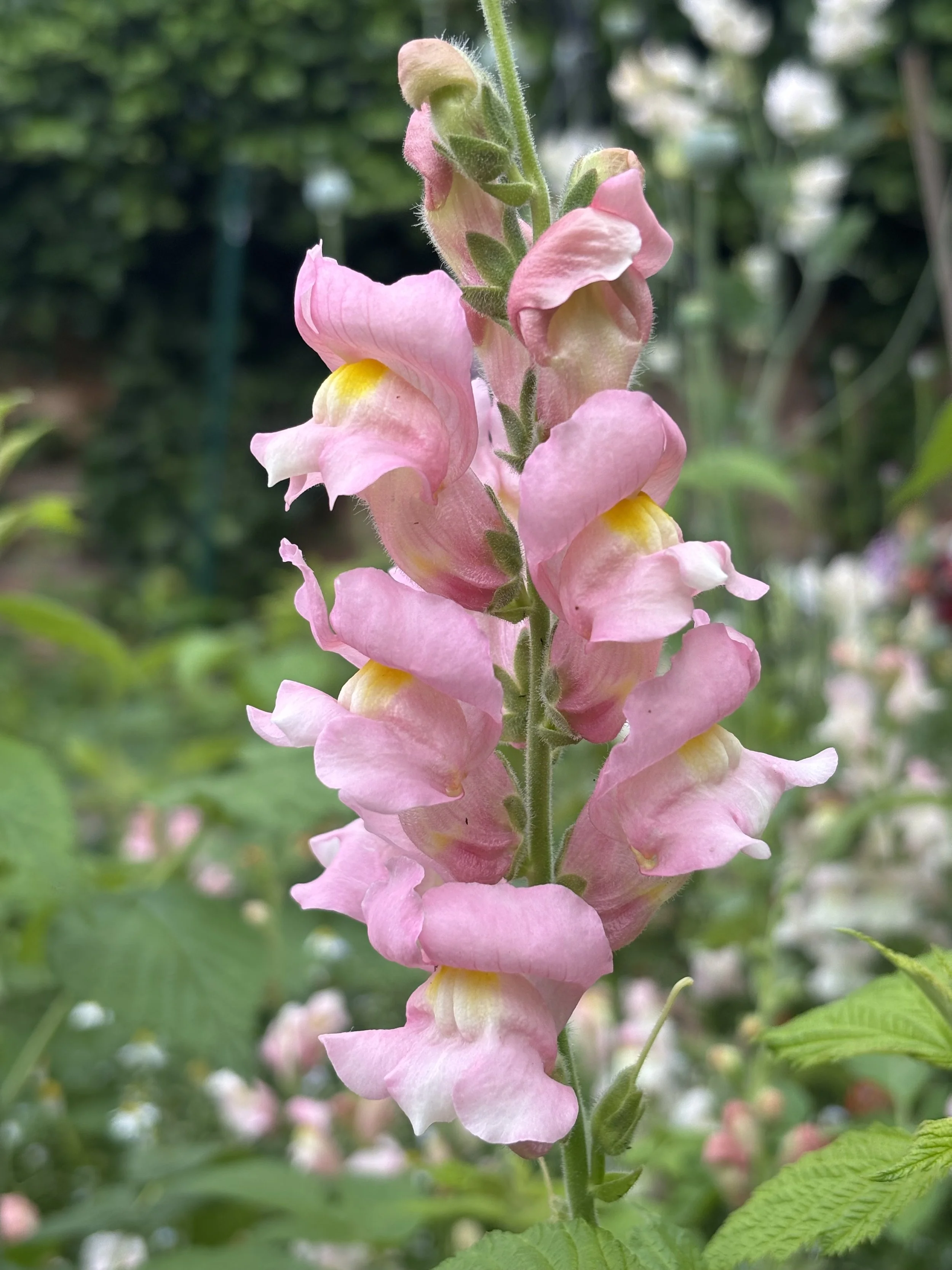 Snapdragon "The Rose"