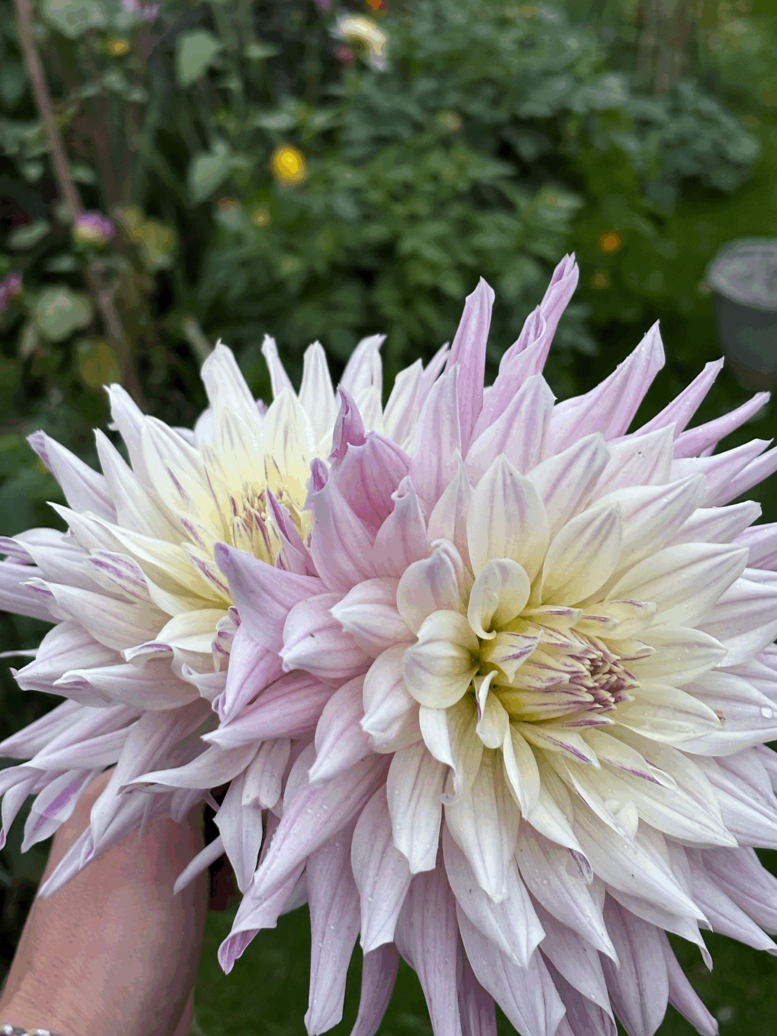 Dahlia Labyrinth Two Tone Flower