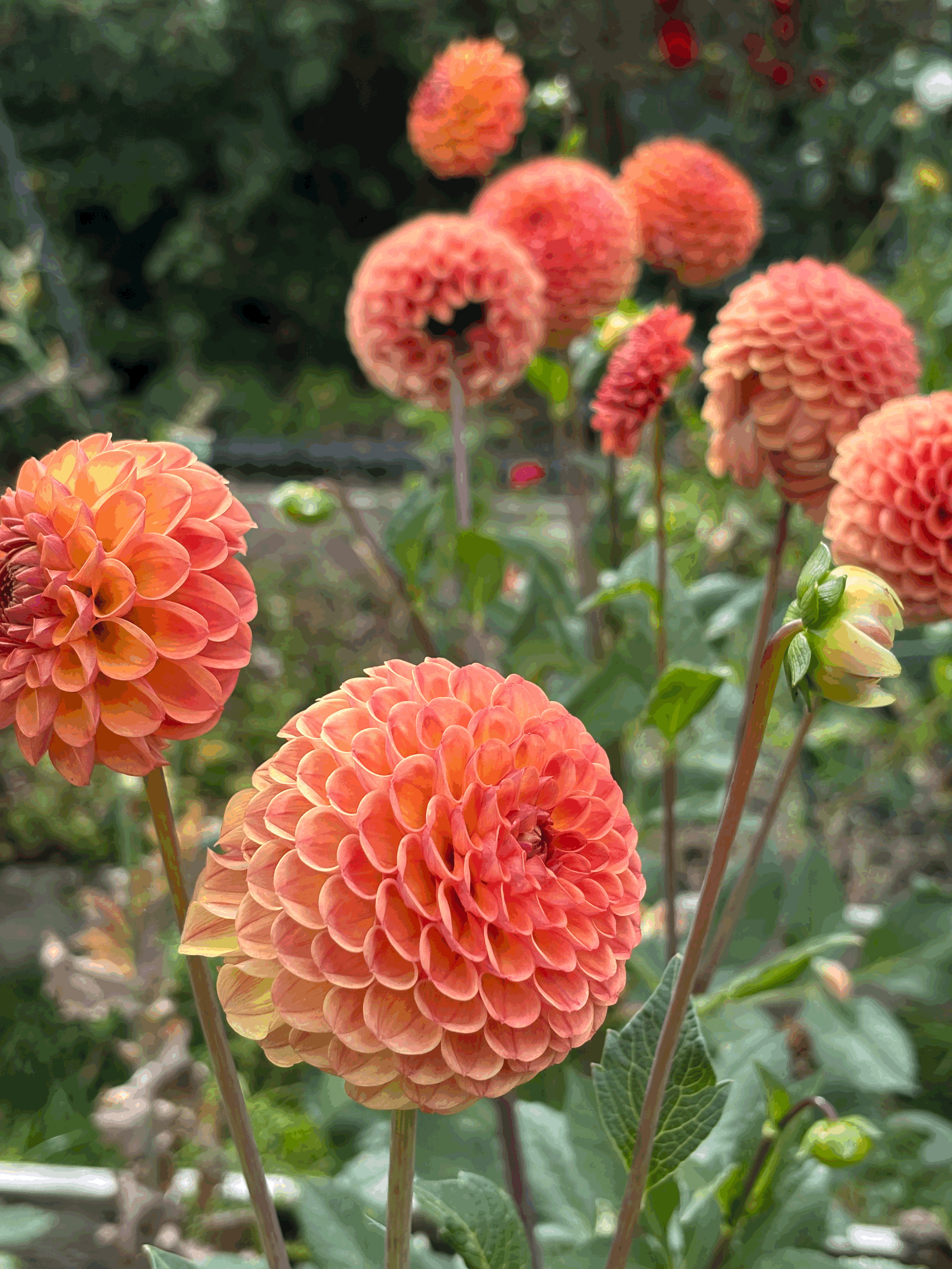 Photo of Cornel Brons dahlia