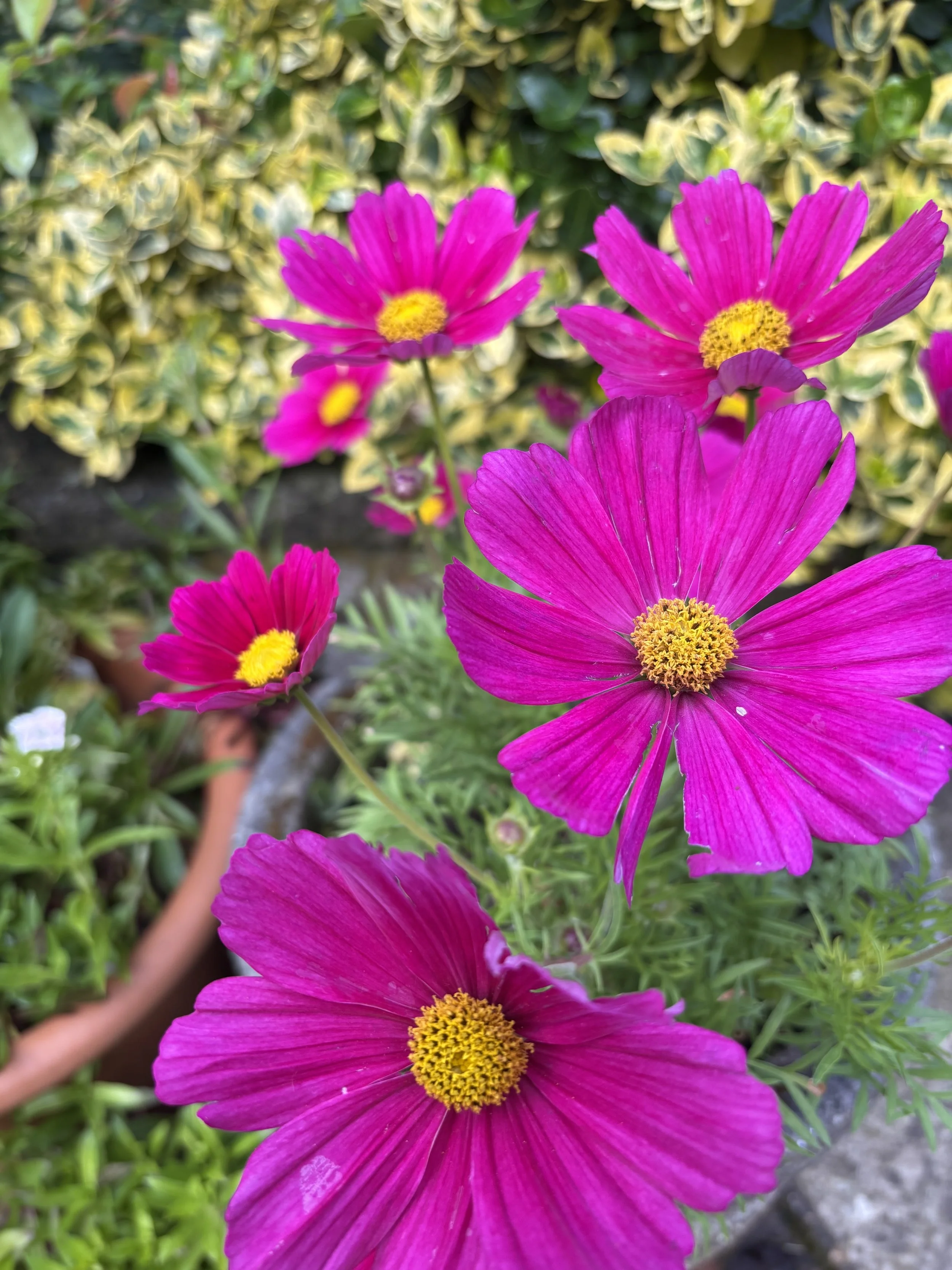 Image of a cosmos dazzler pink flower