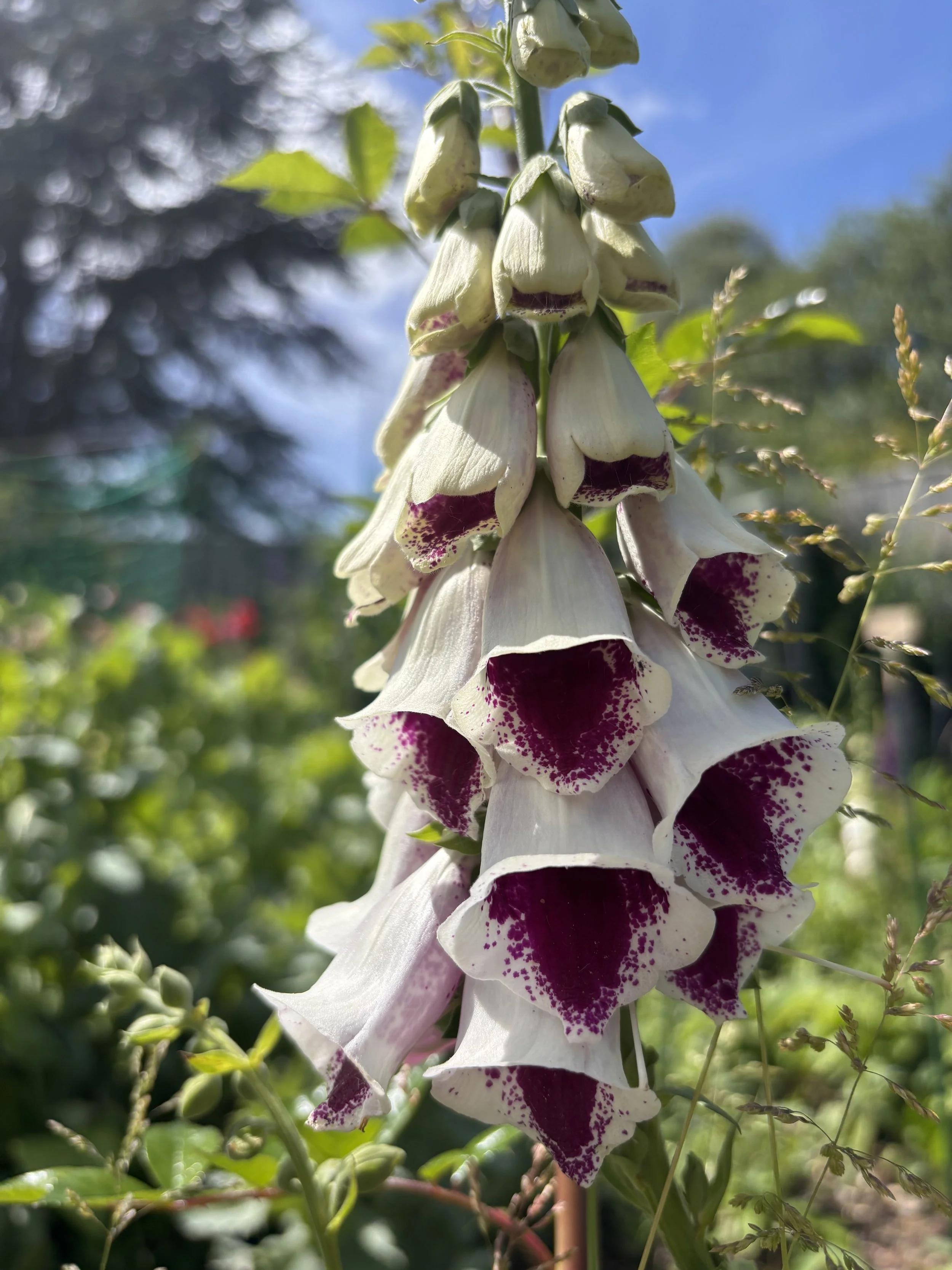 Image of a Pam's Choice foxglove digitalis purpurea