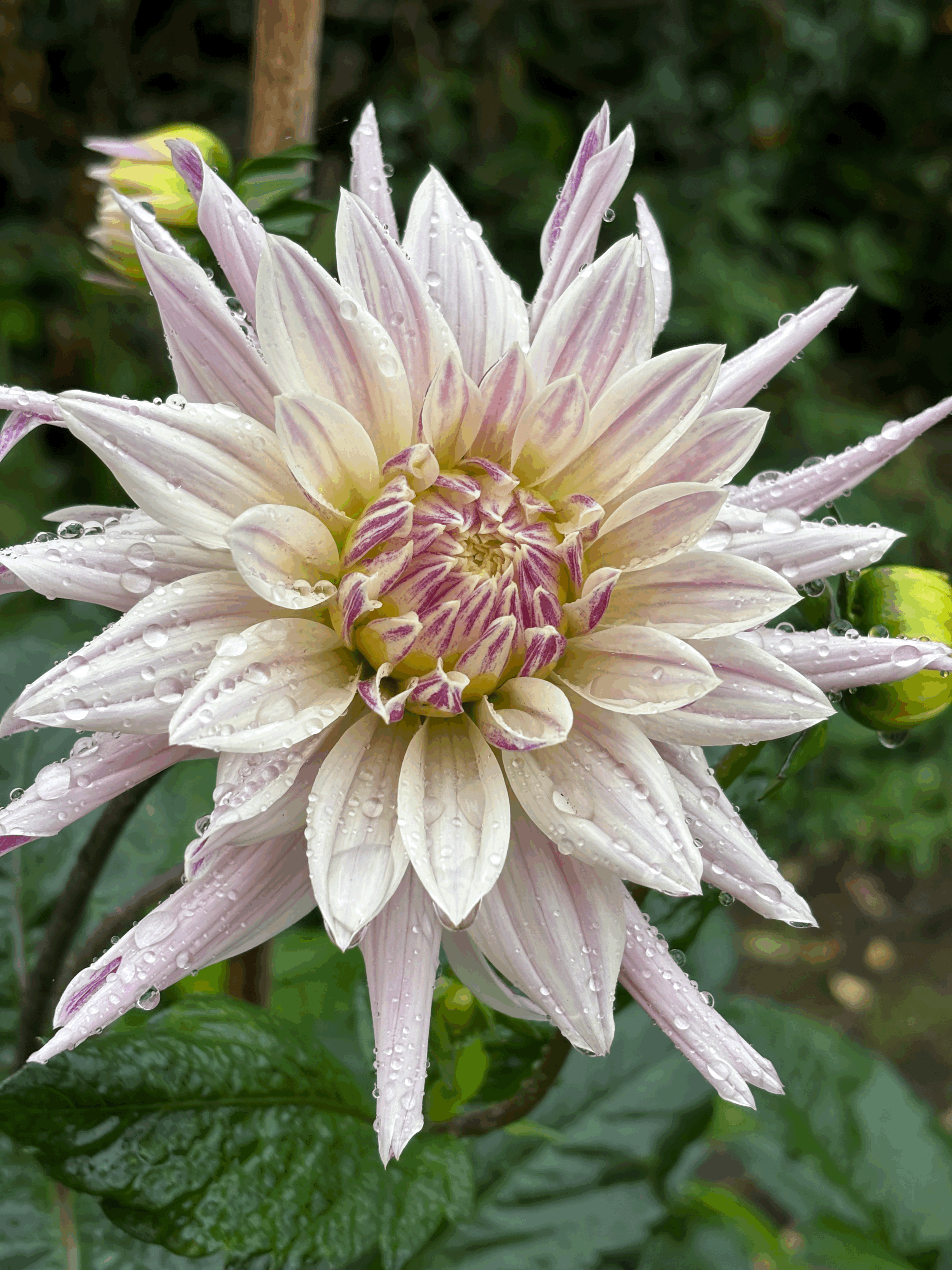 Dahlia Labyrinth Two Tone Flower