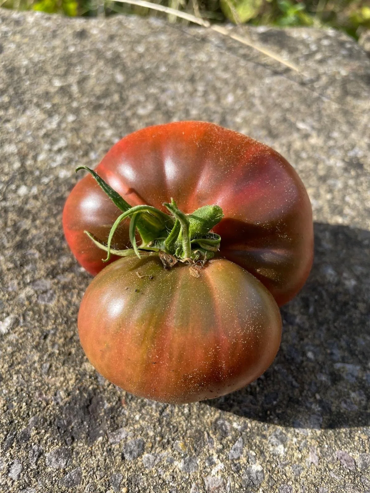 Tomato Black Krim